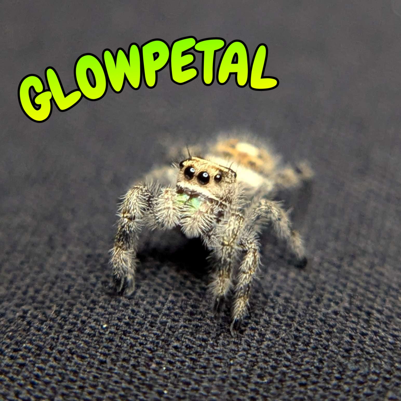 Regal Jumping Spider "Glowpetal"
