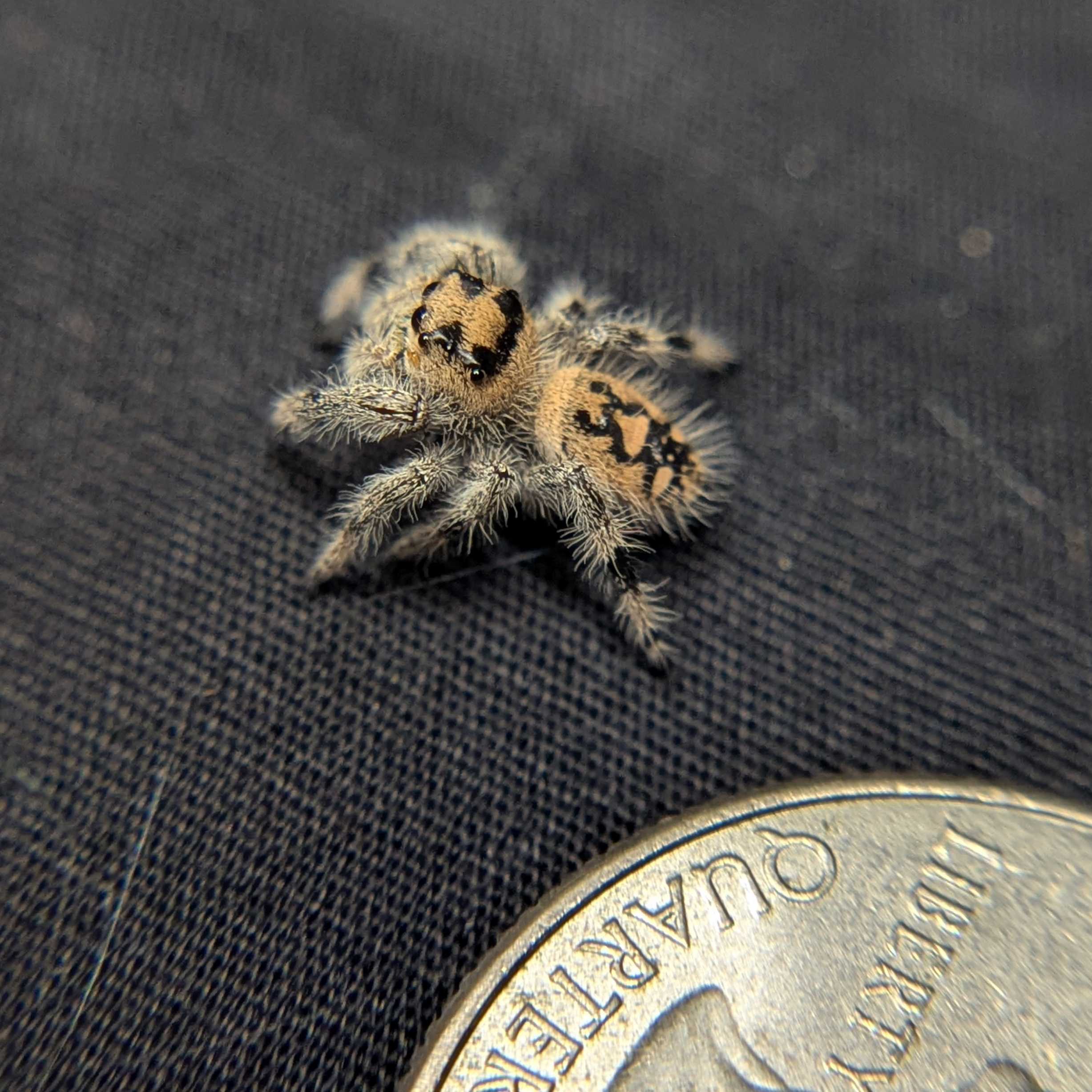 Regal Jumping Spider "Vanilla Bean”