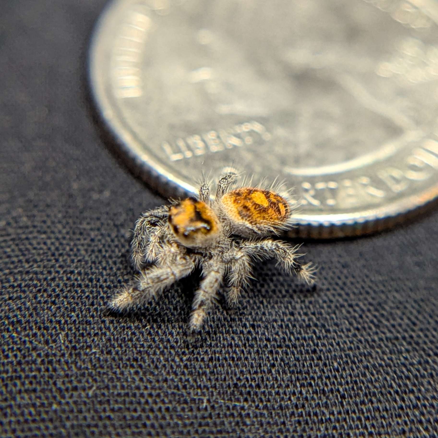 Regal Jumping Spider "Flare"