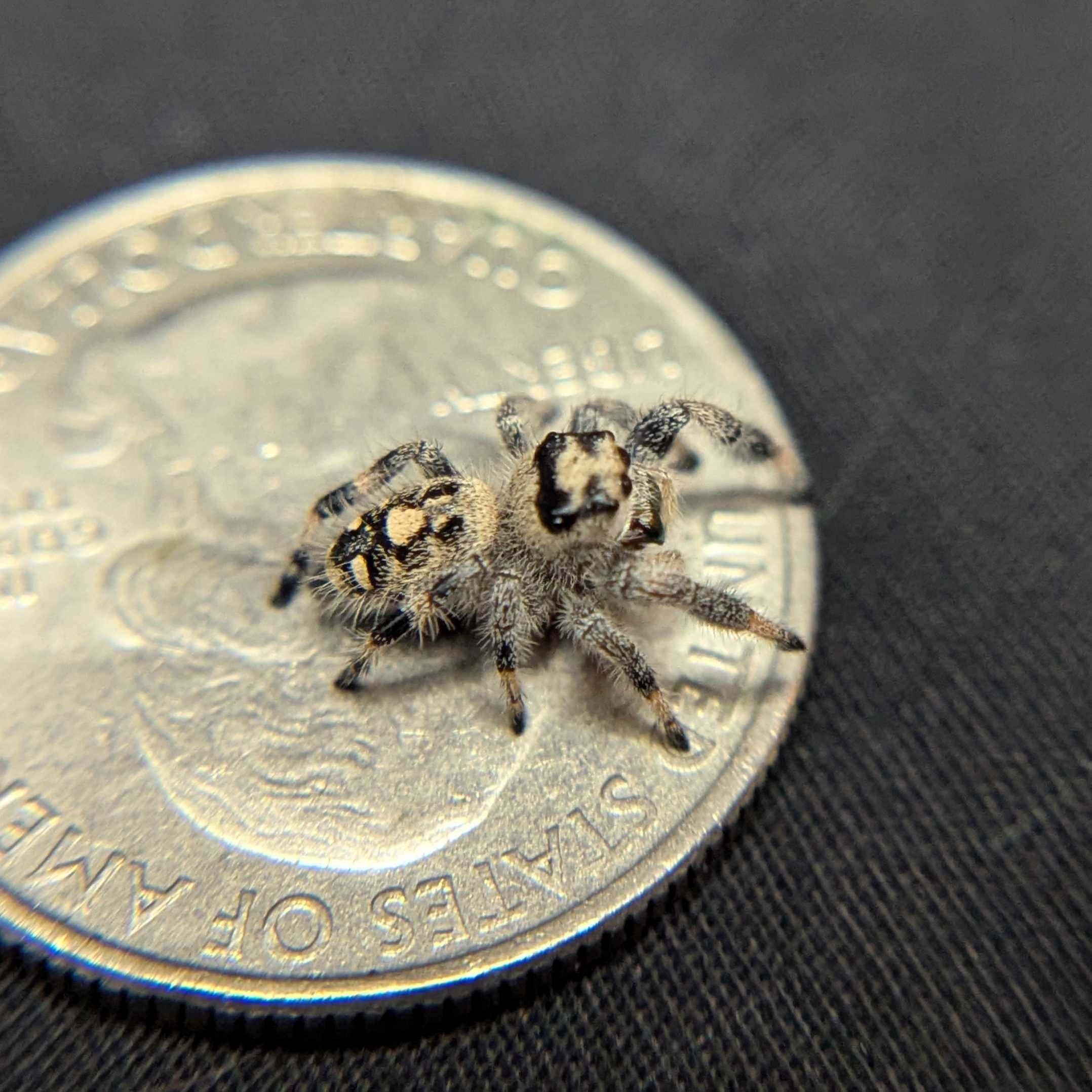 Regal Jumping Spider “Apricot Leaf”