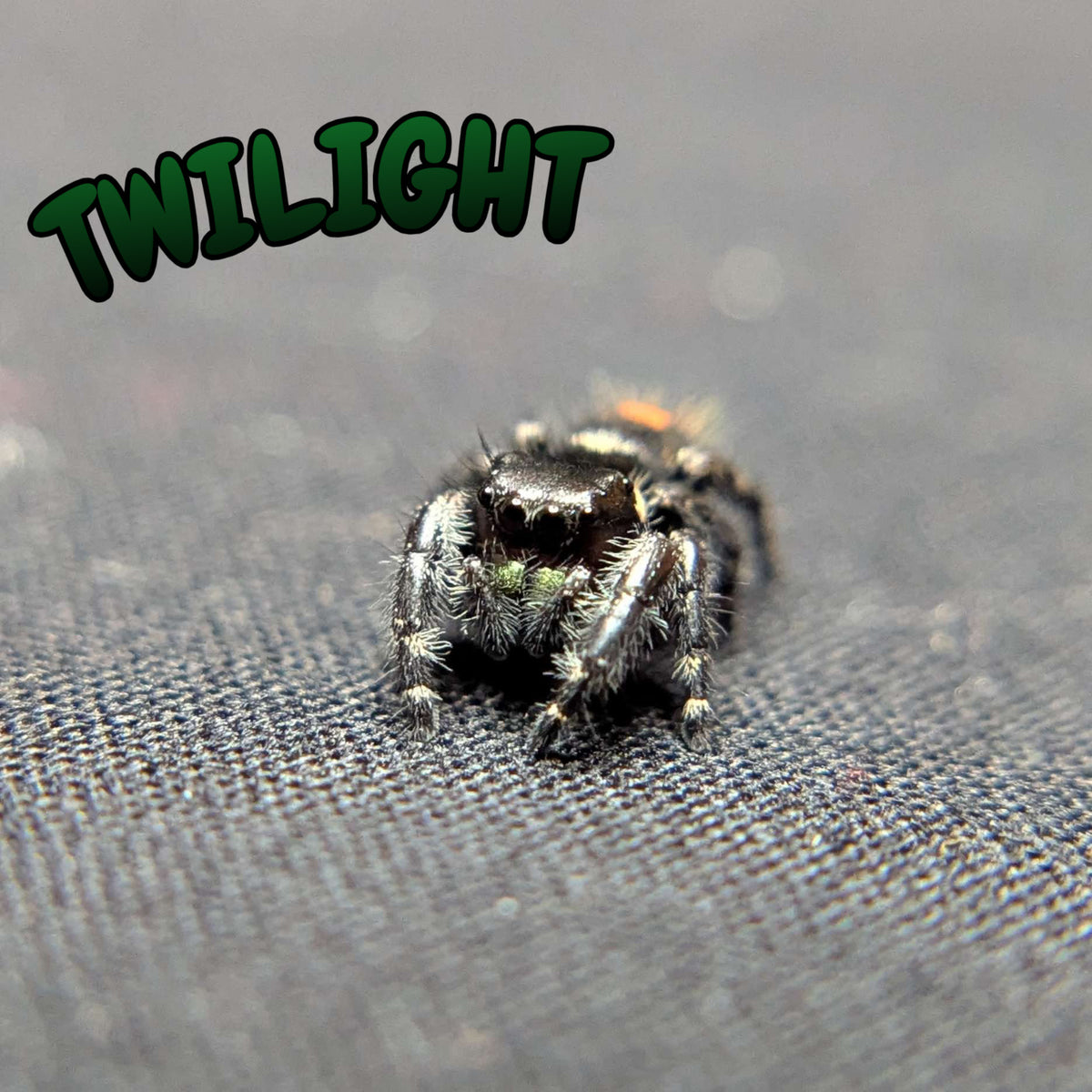 Audax  Bryantae Jumping Spider "Twilight"