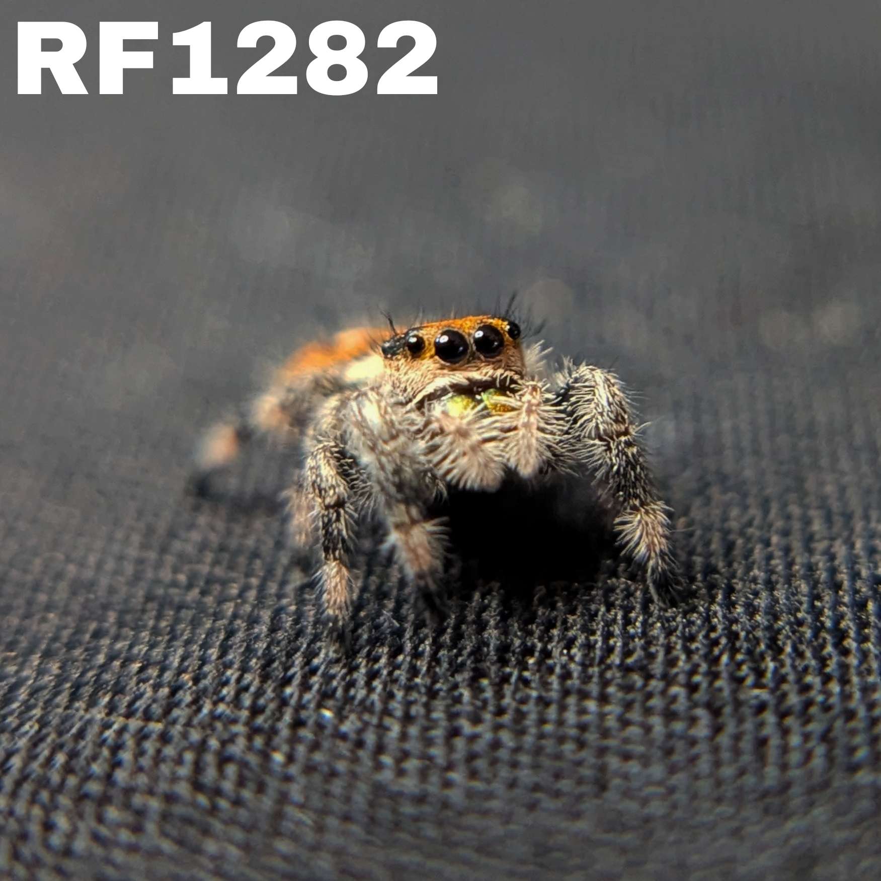 Regal Jumping Spider "Rainbow"