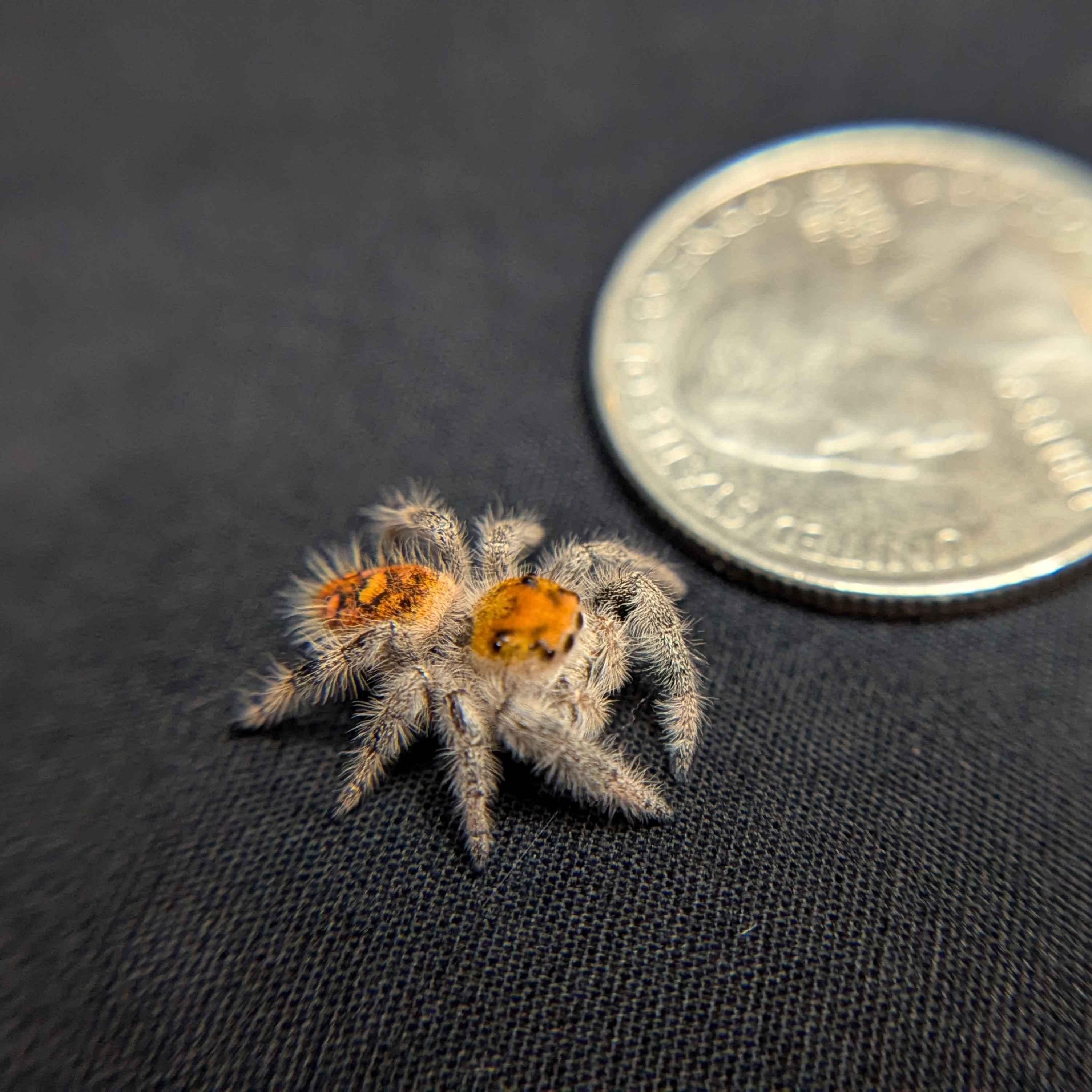 Regal Jumping Spider "Strawberry"