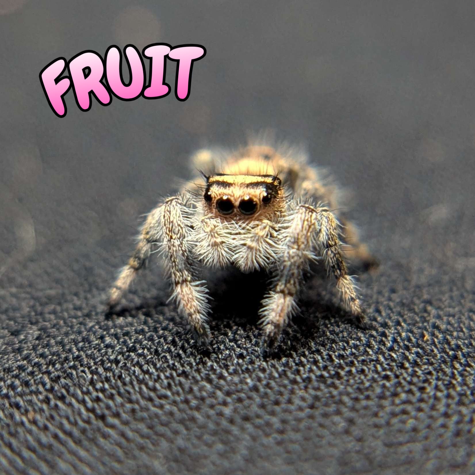 Regal Jumping Spider "Fruit"