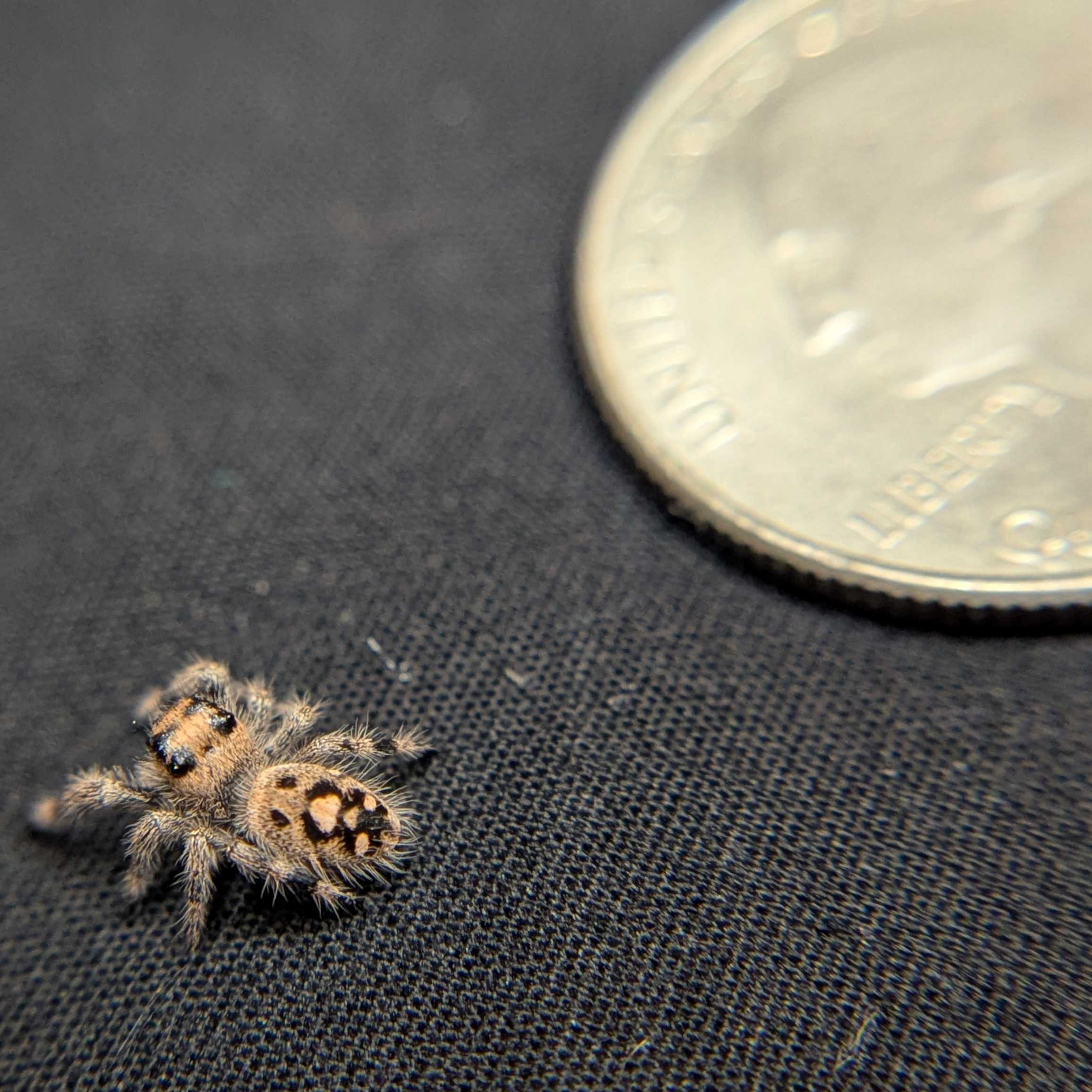 Regal Jumping Spider "Maria"