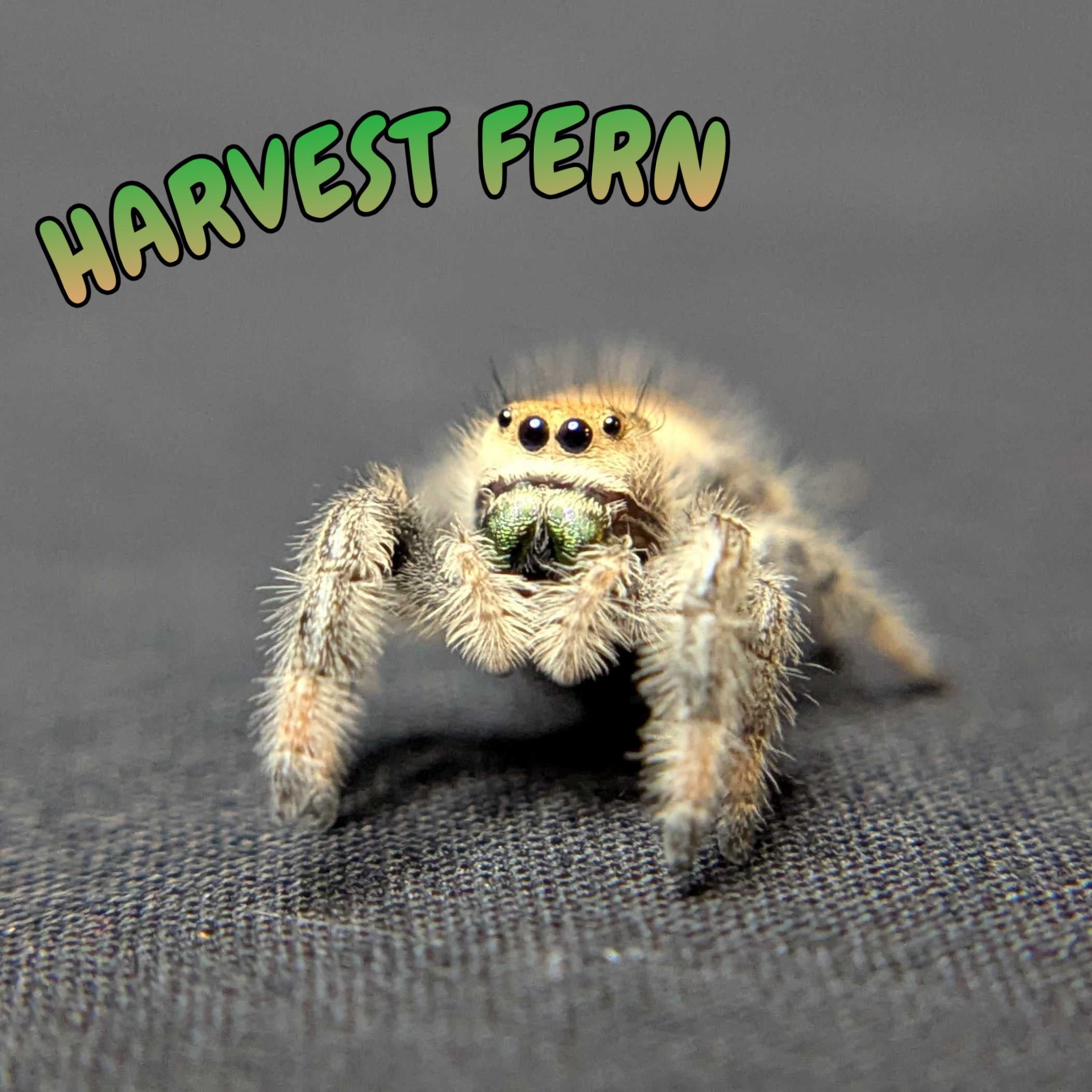 Regal Jumping Spider “Harvest Fern”