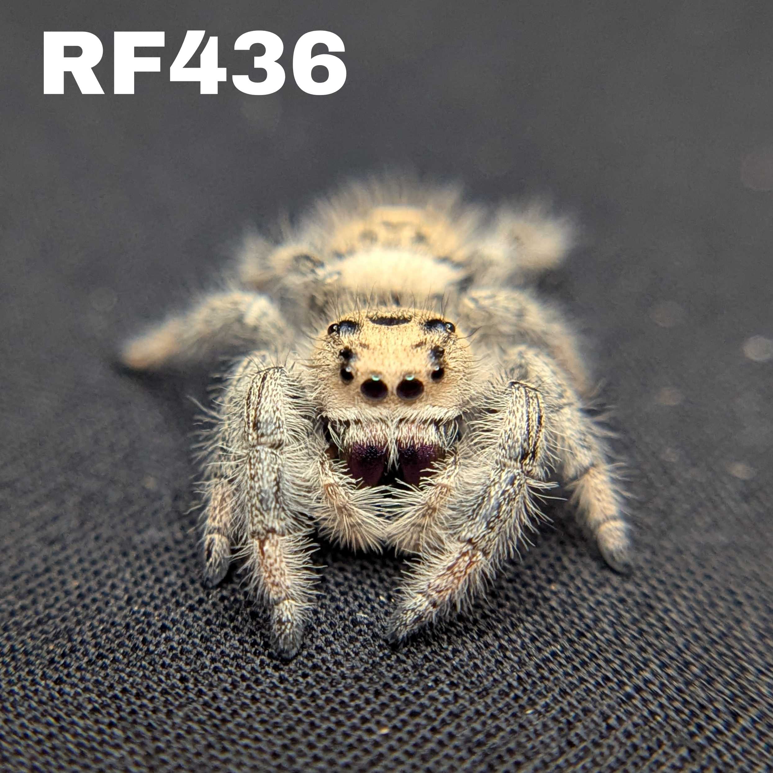 Regal Jumping Spider "Oatmeal"