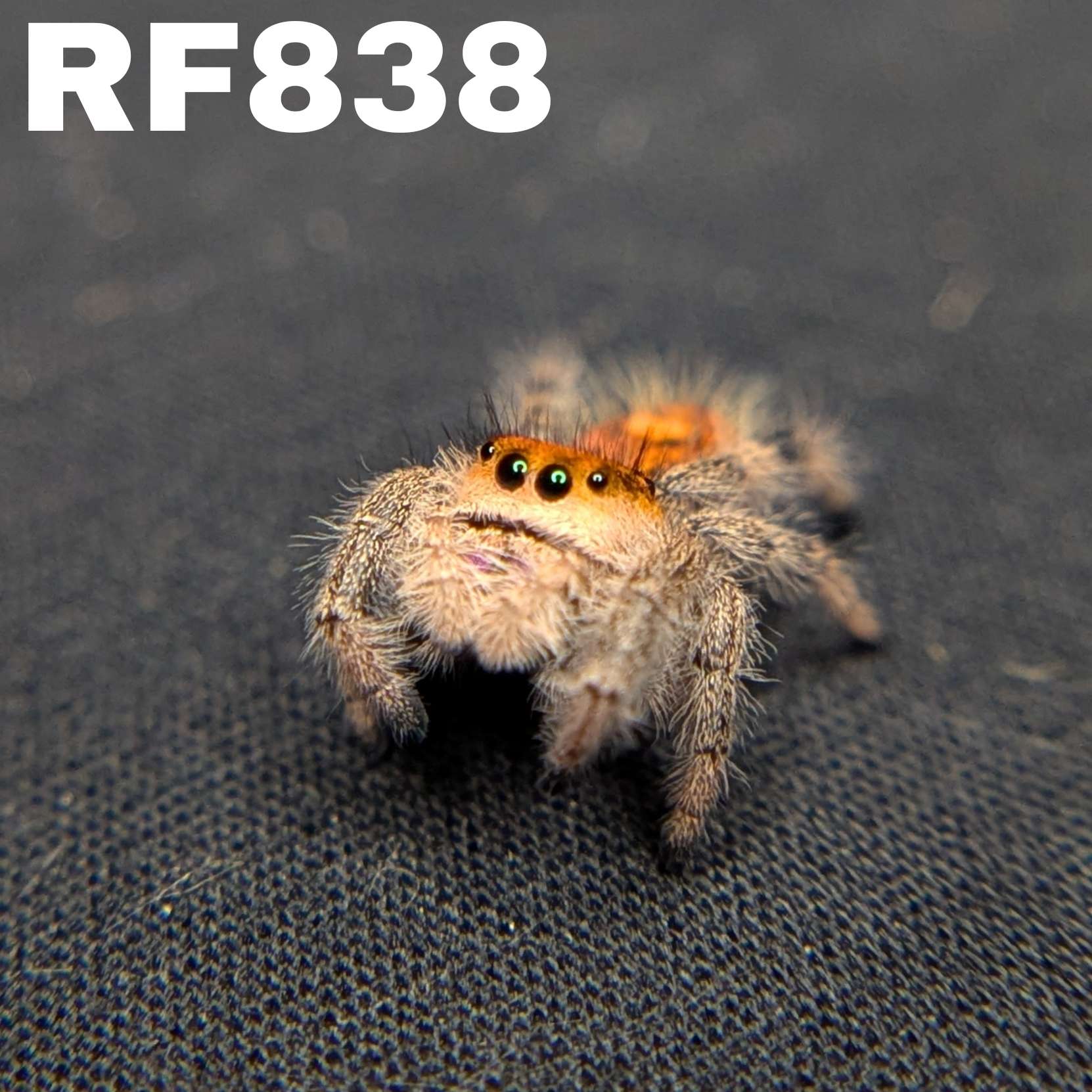 Regal Jumping Spider "Wildberry"