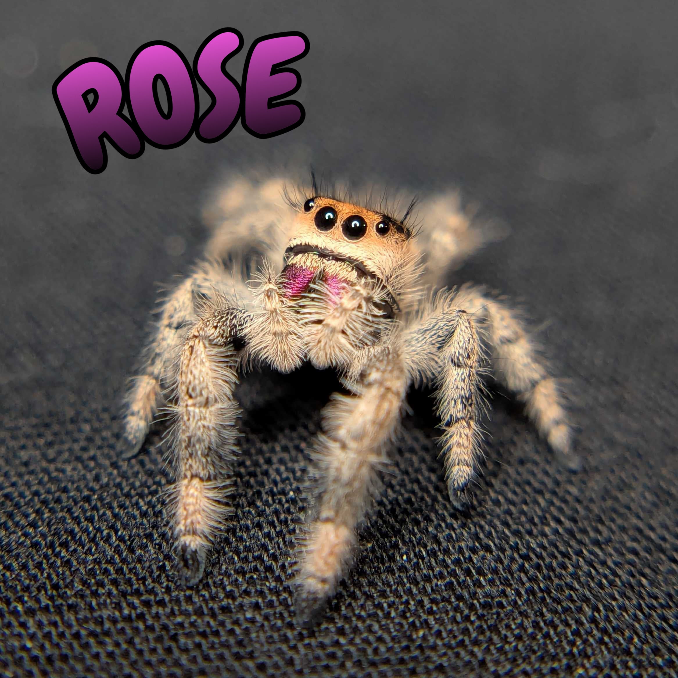 Regal Jumping Spider "Rose"