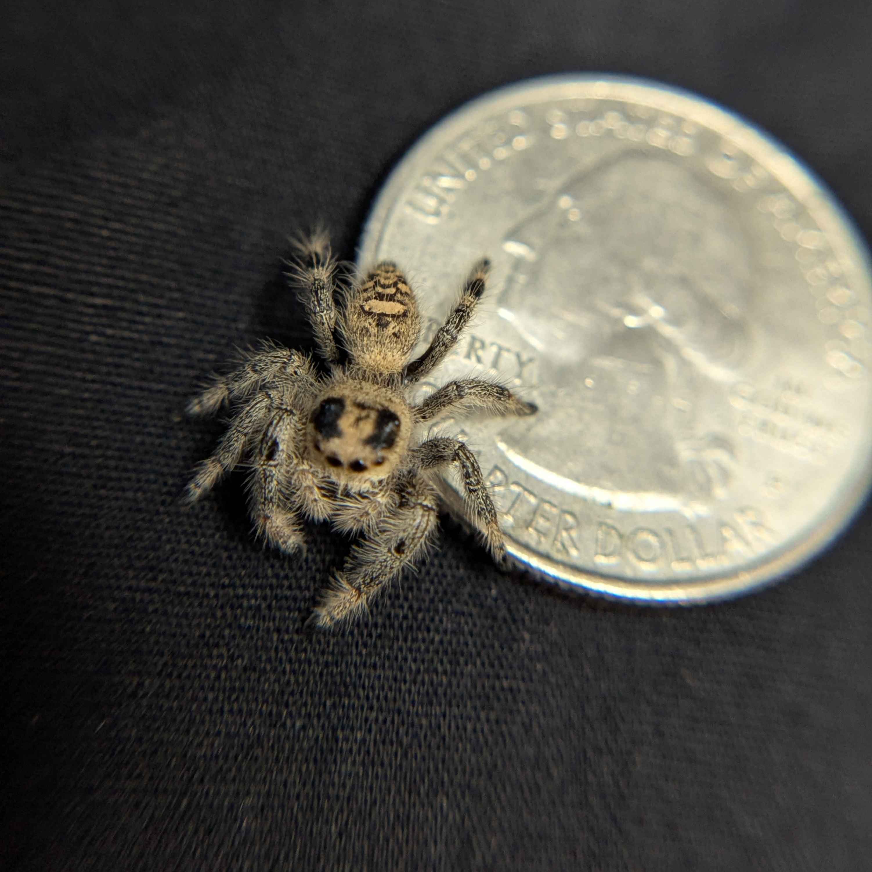 Regal Jumping Spider "Flower"