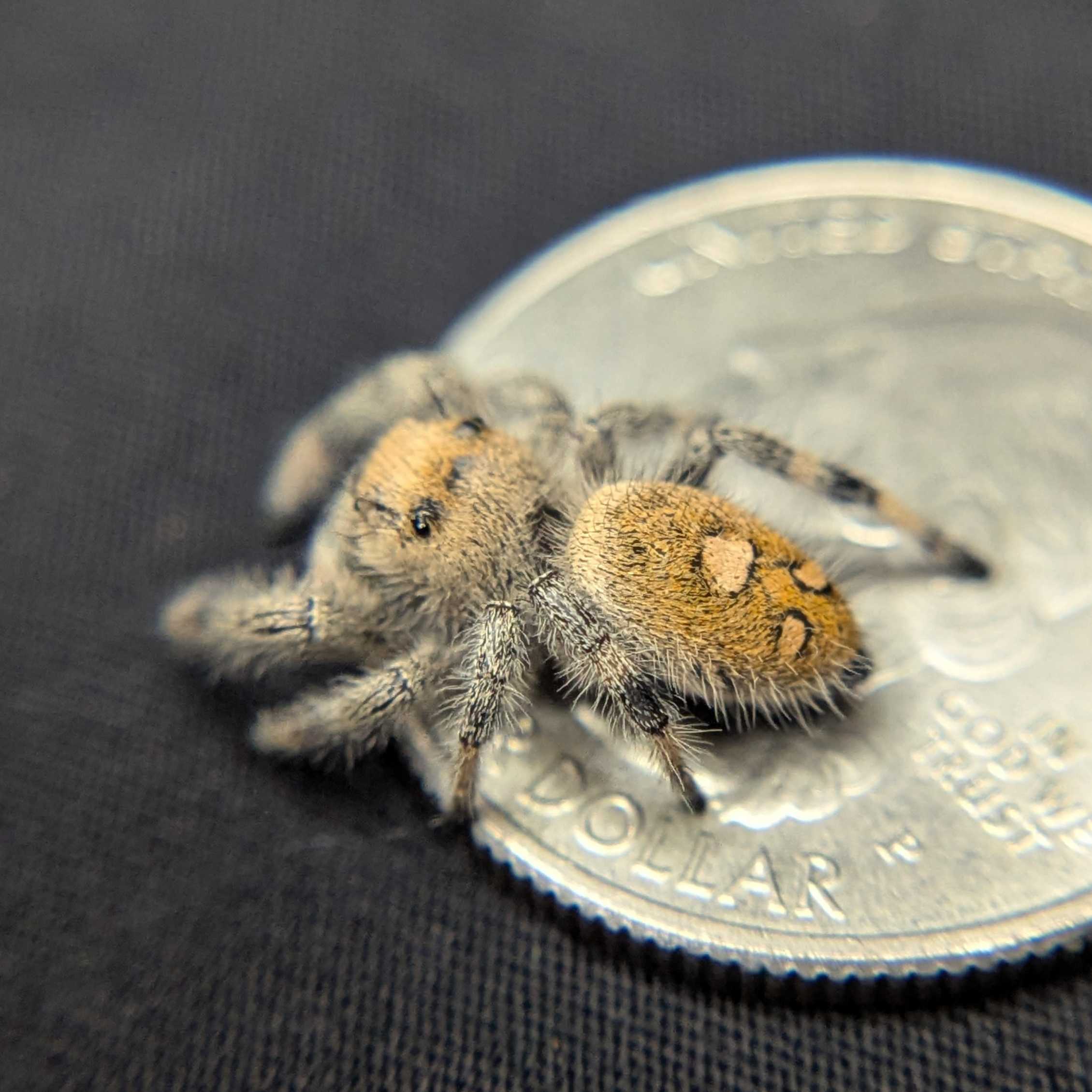 Regal Jumping Spider "Jade"