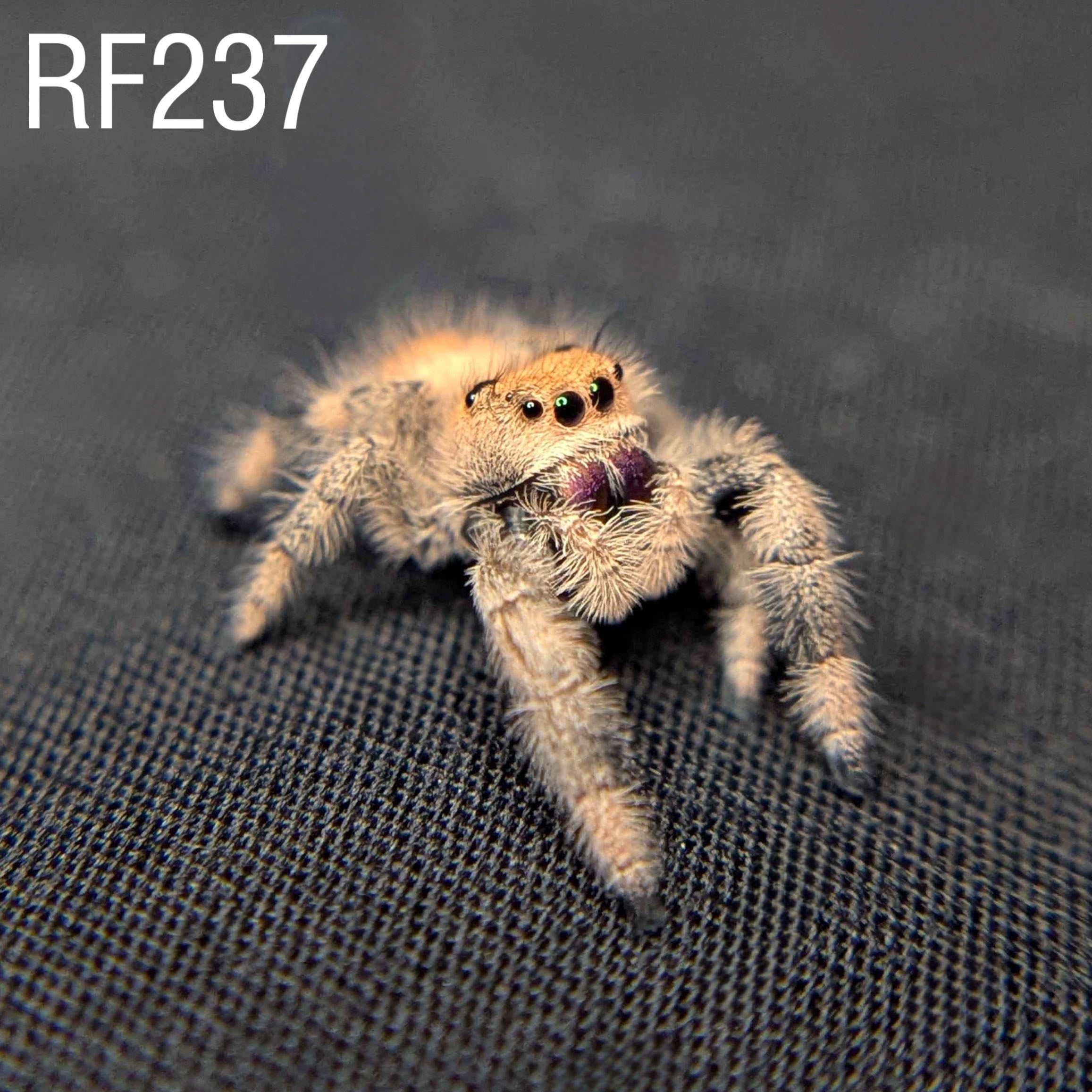 Regal Jumping Spider "Violet"