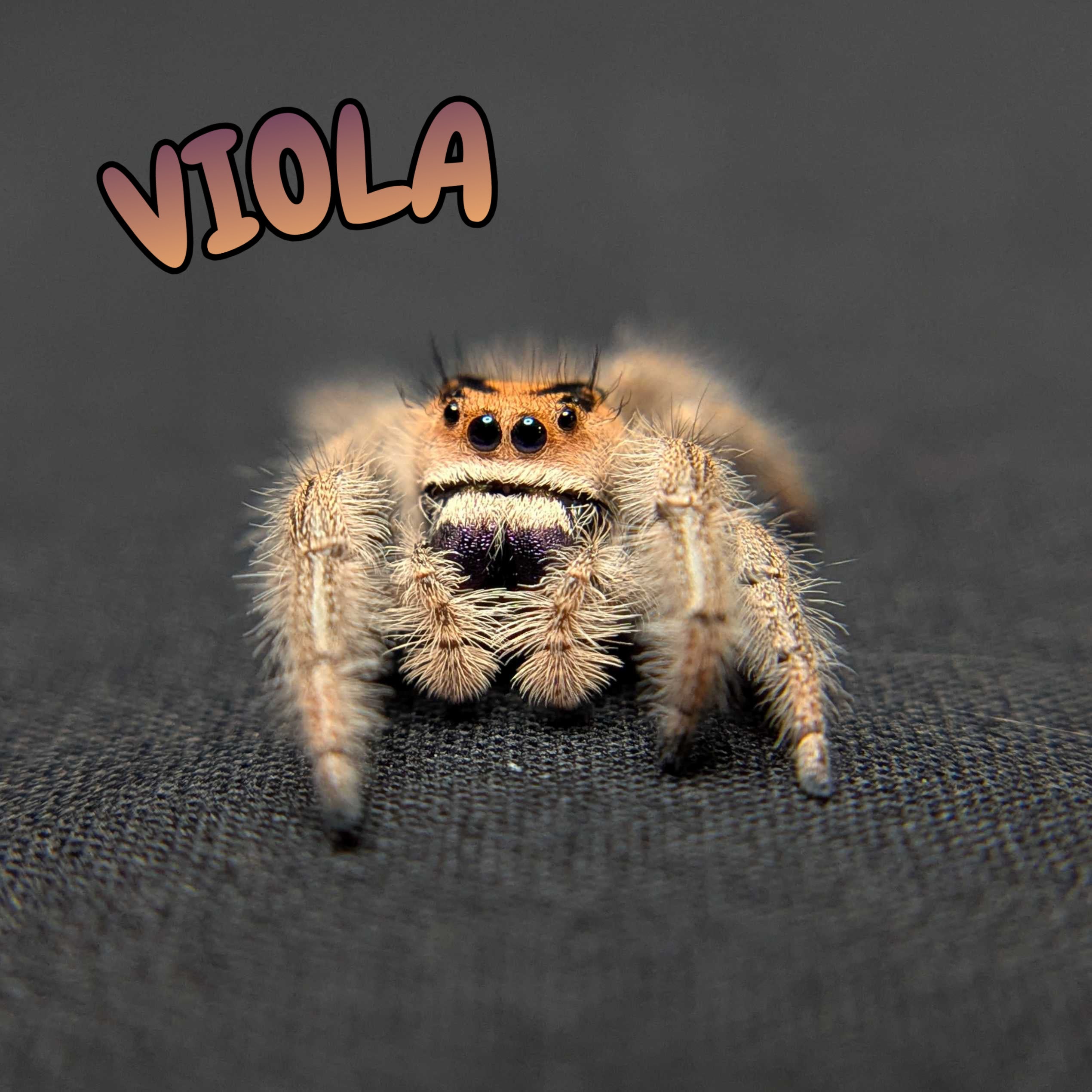 Regal Jumping Spider "Viola"