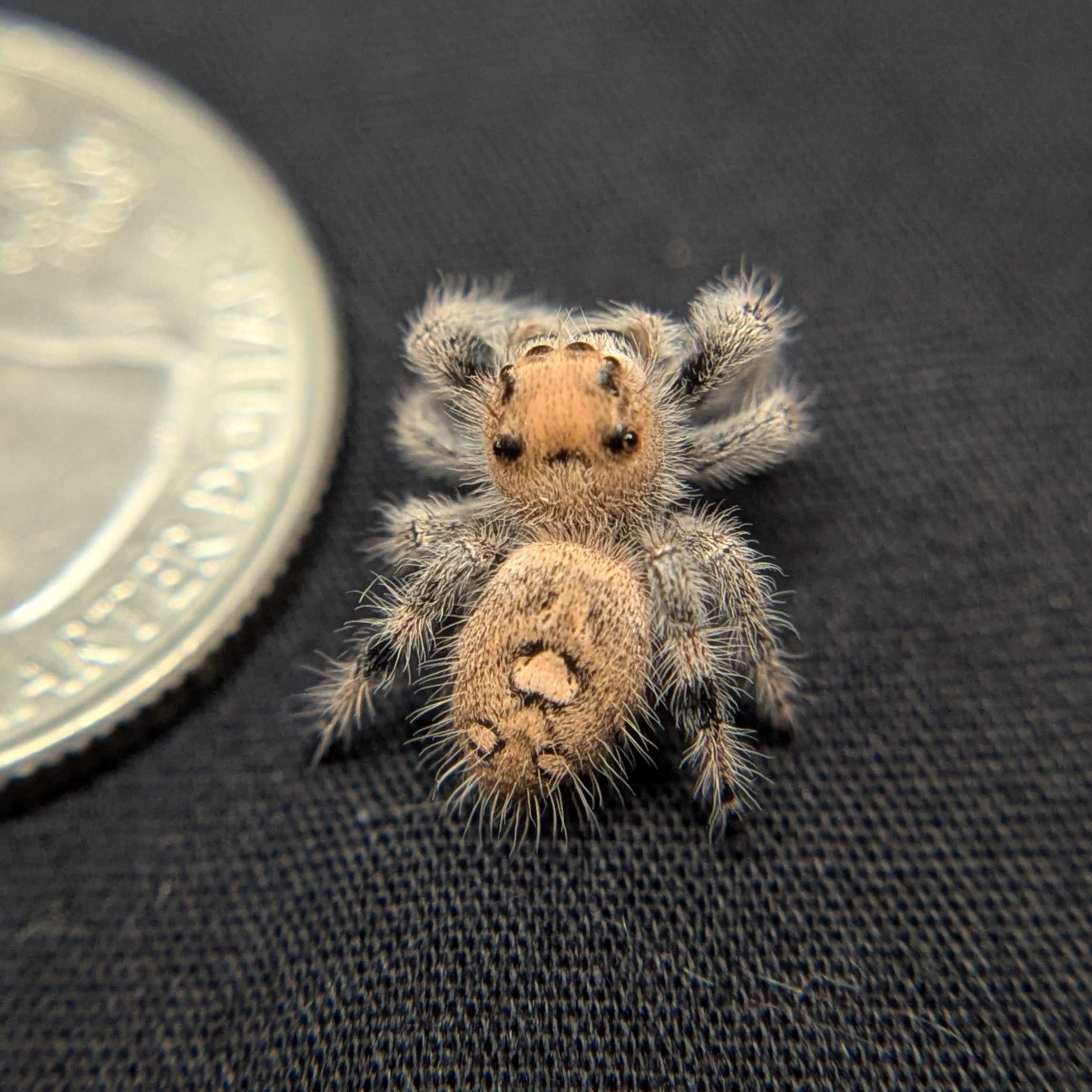 Regal Jumping Spider "Saffron"