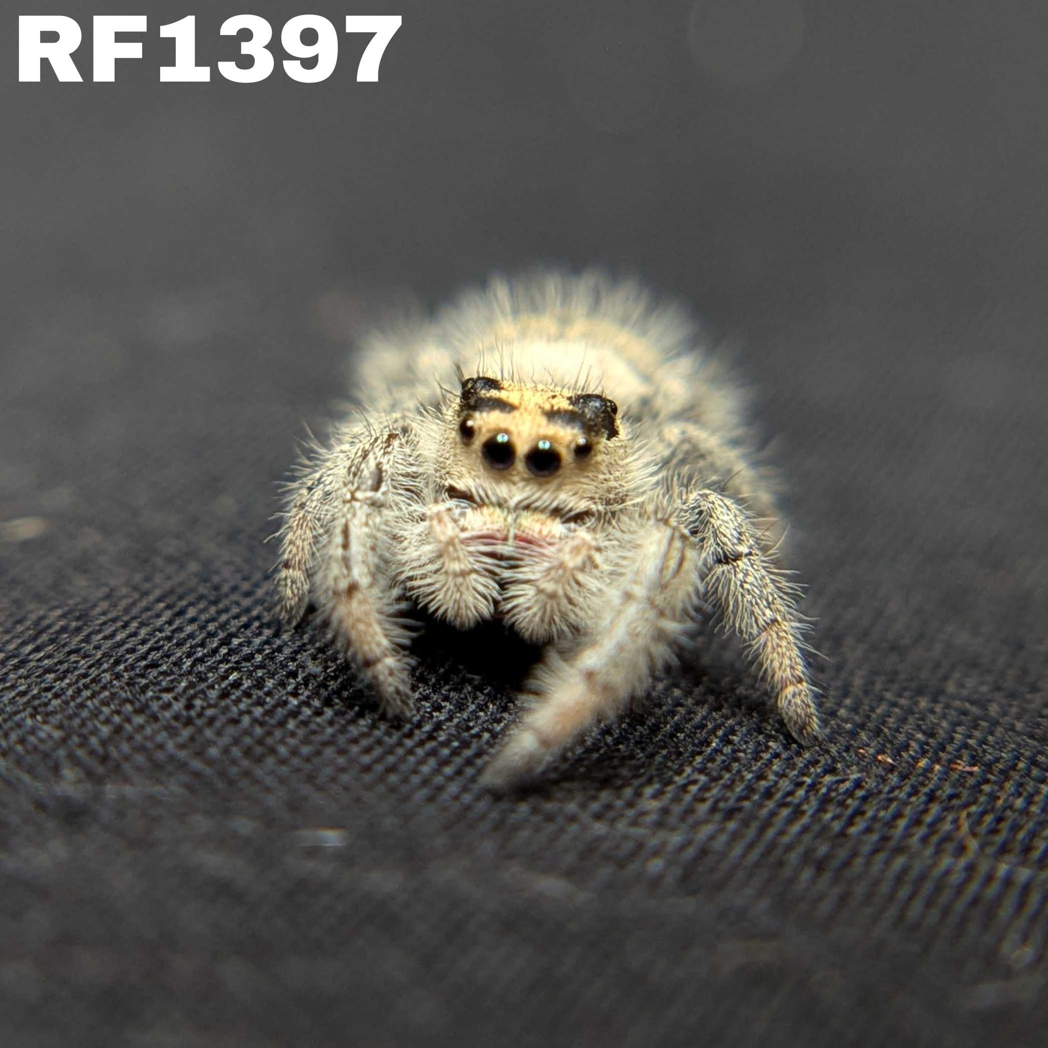 Regal Jumping Spider “Bonbon”
