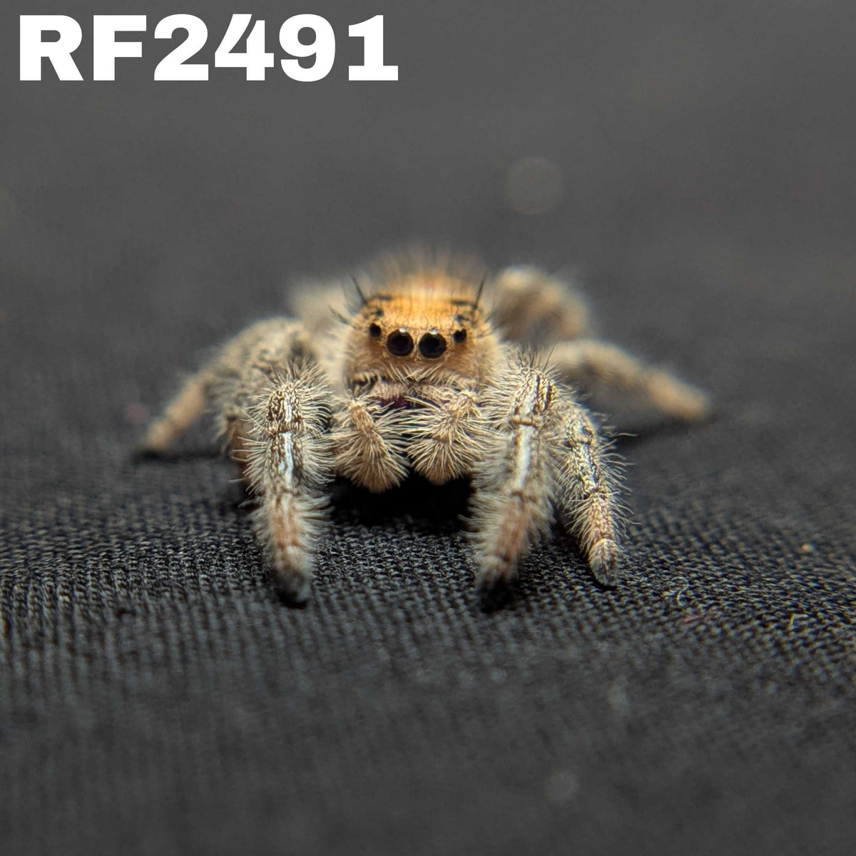 Regal Jumping Spider "Daisy"