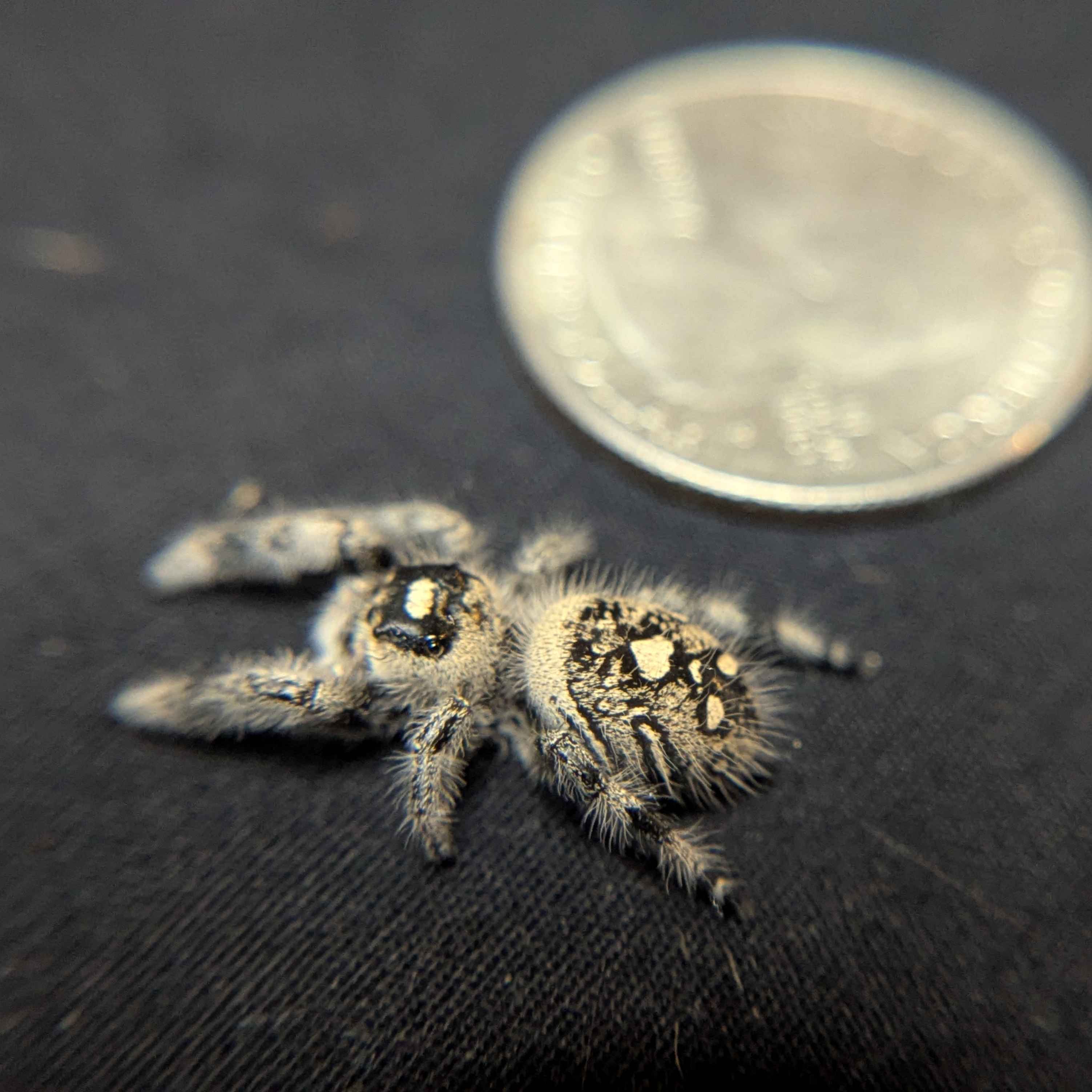 Regal Jumping Spider "Jasmine"