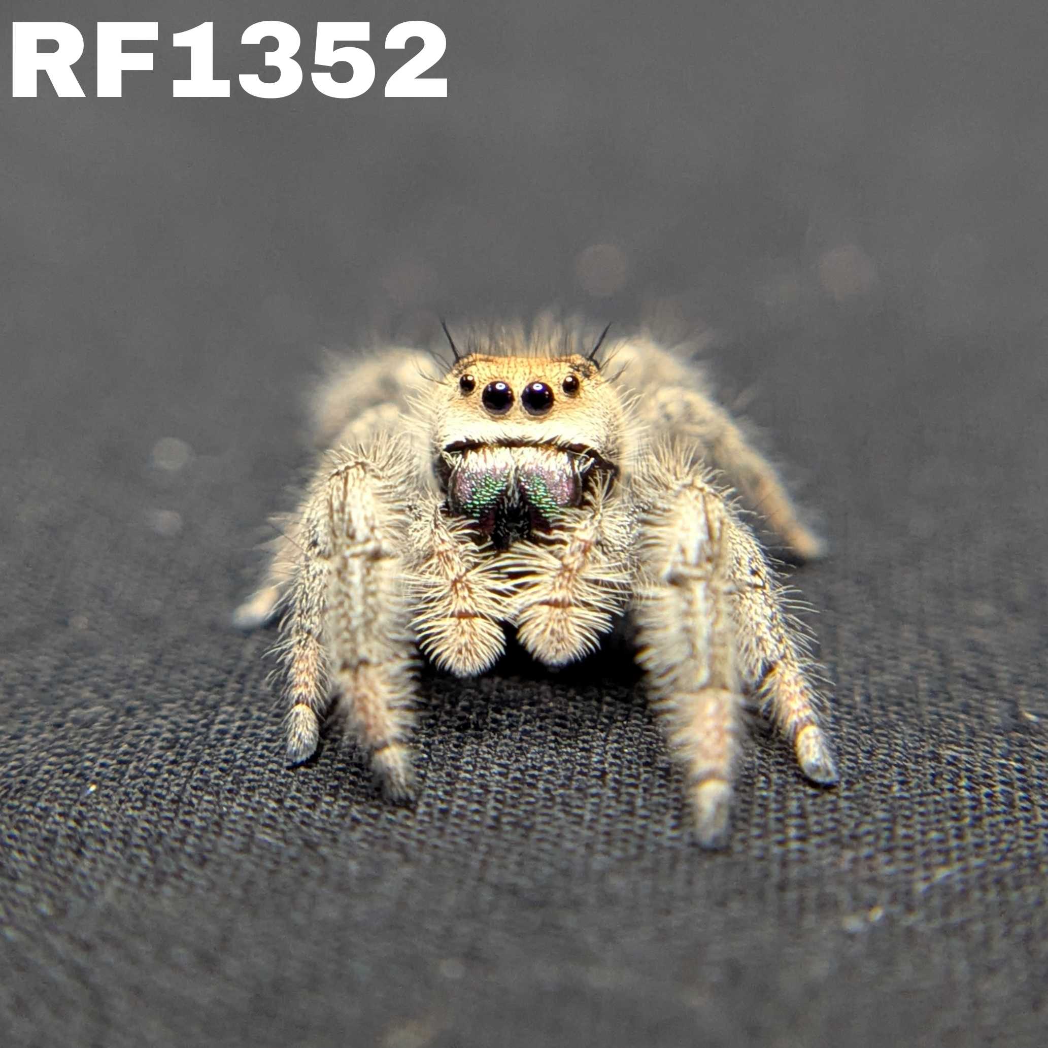 Regal Jumping Spider "Iris"