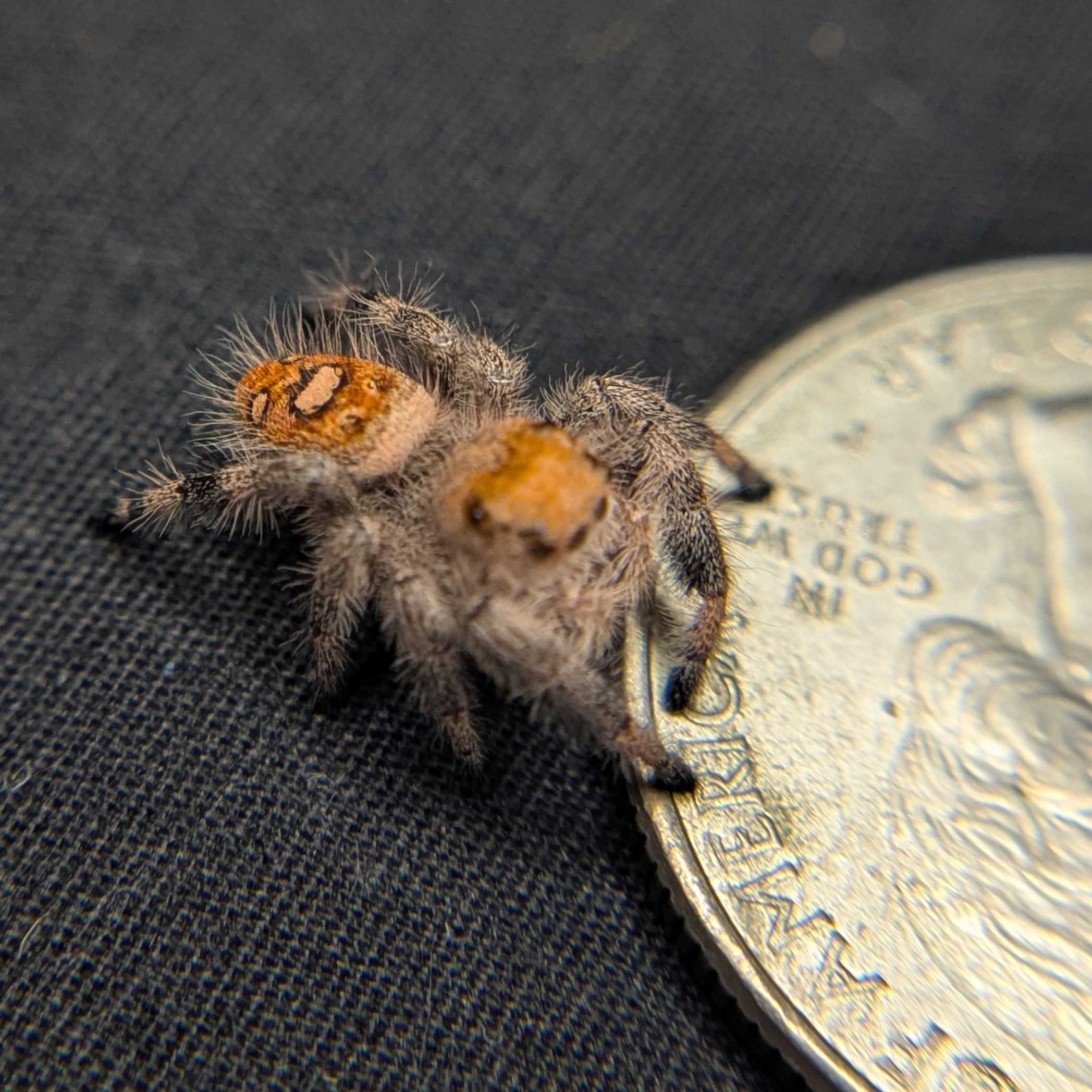 Regal Jumping Spider “Fuego”