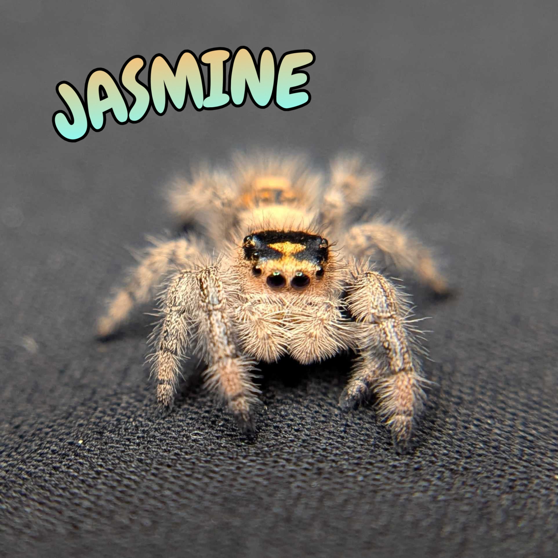 Regal Jumping Spider "Jasmine"