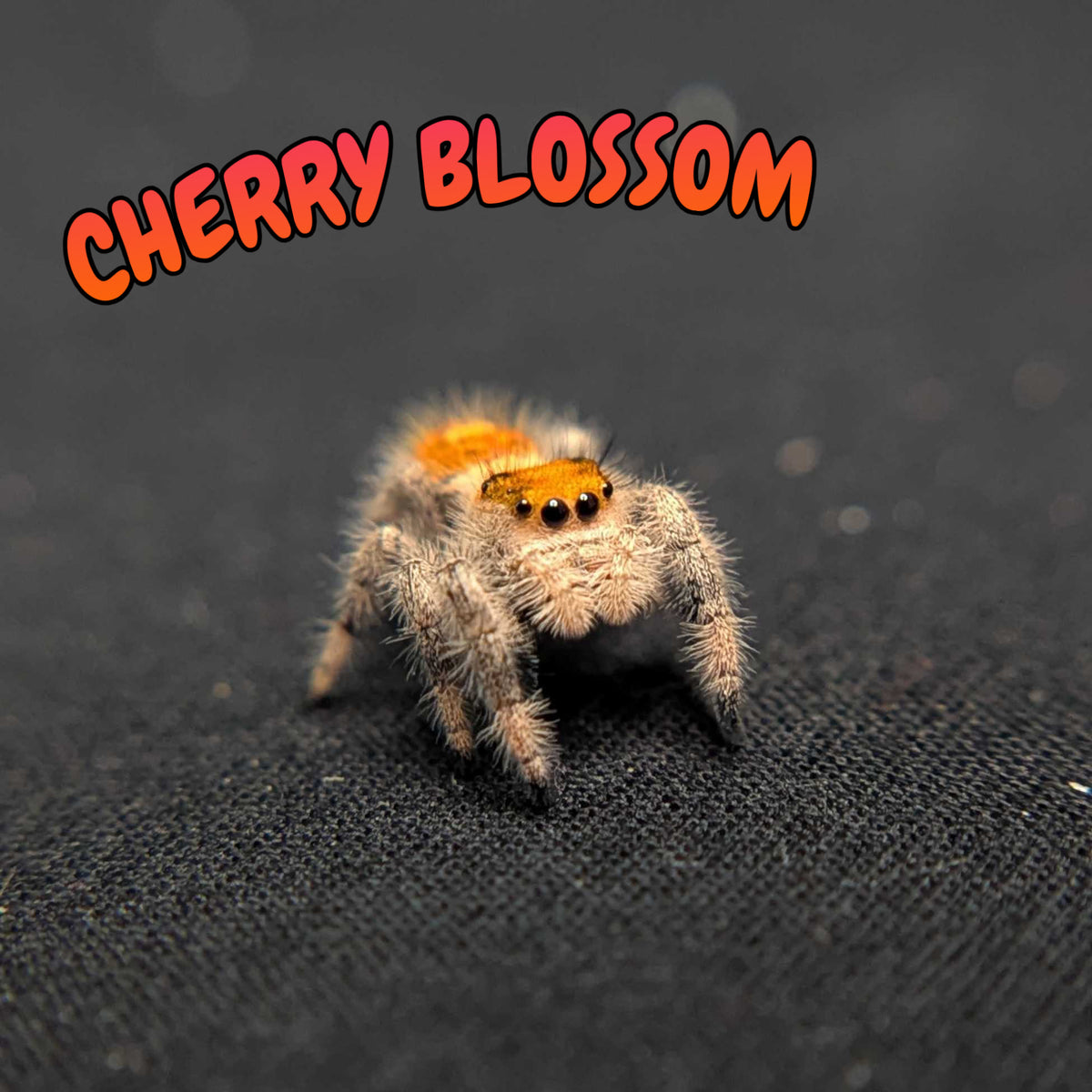 Regal Jumping Spider "Cherry Blossom"