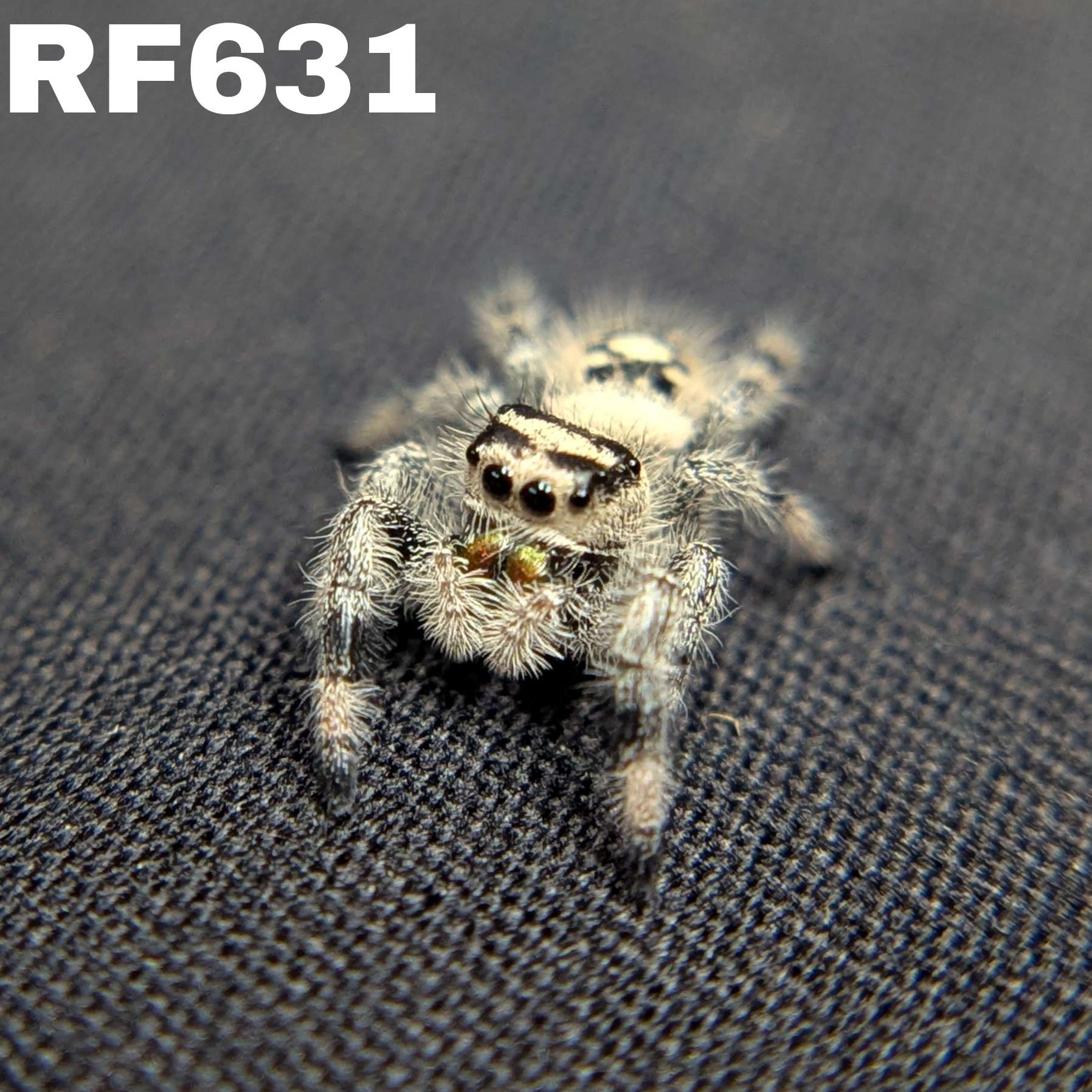 Regal Jumping Spider "Maple"