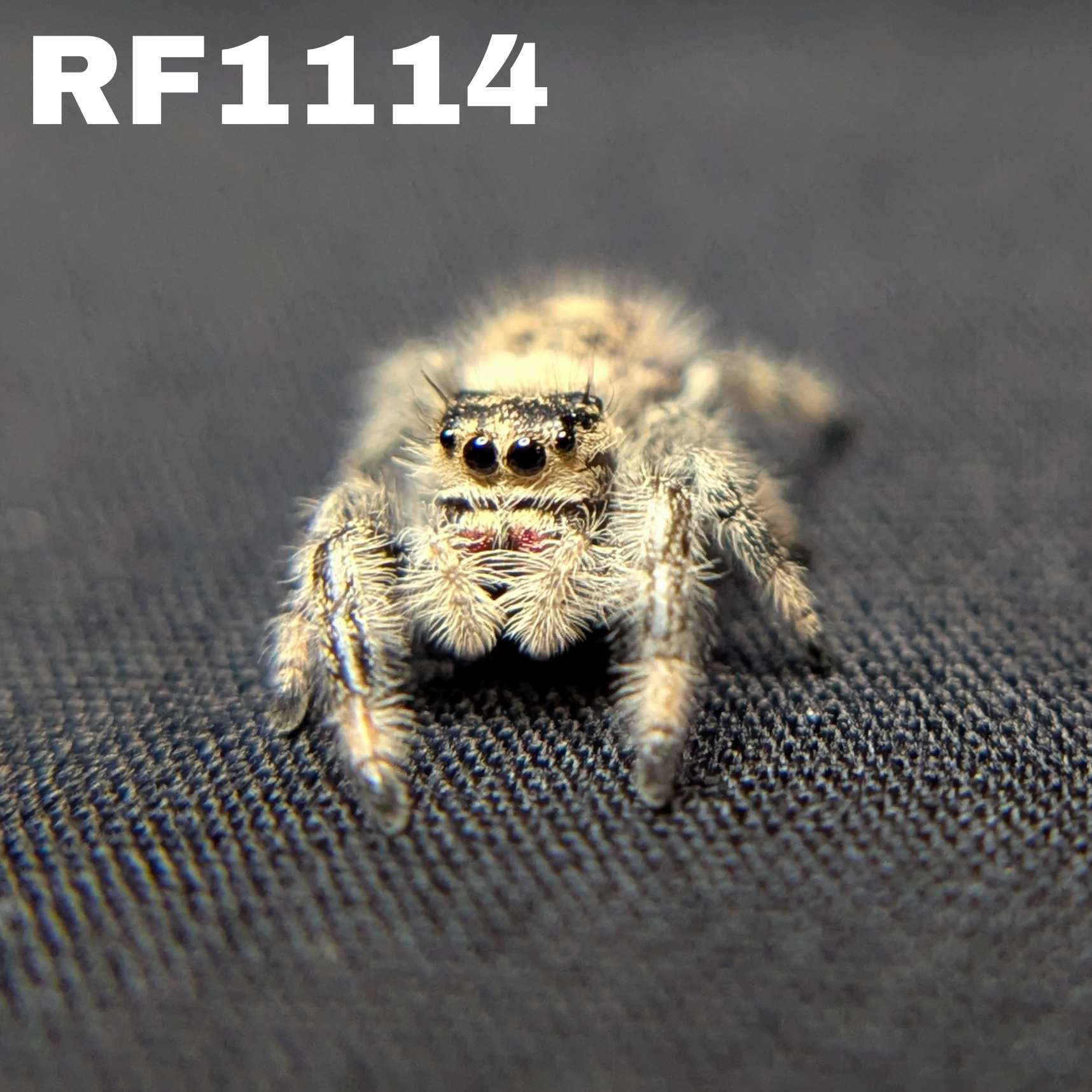 Regal Jumping Spider "Cornbread"