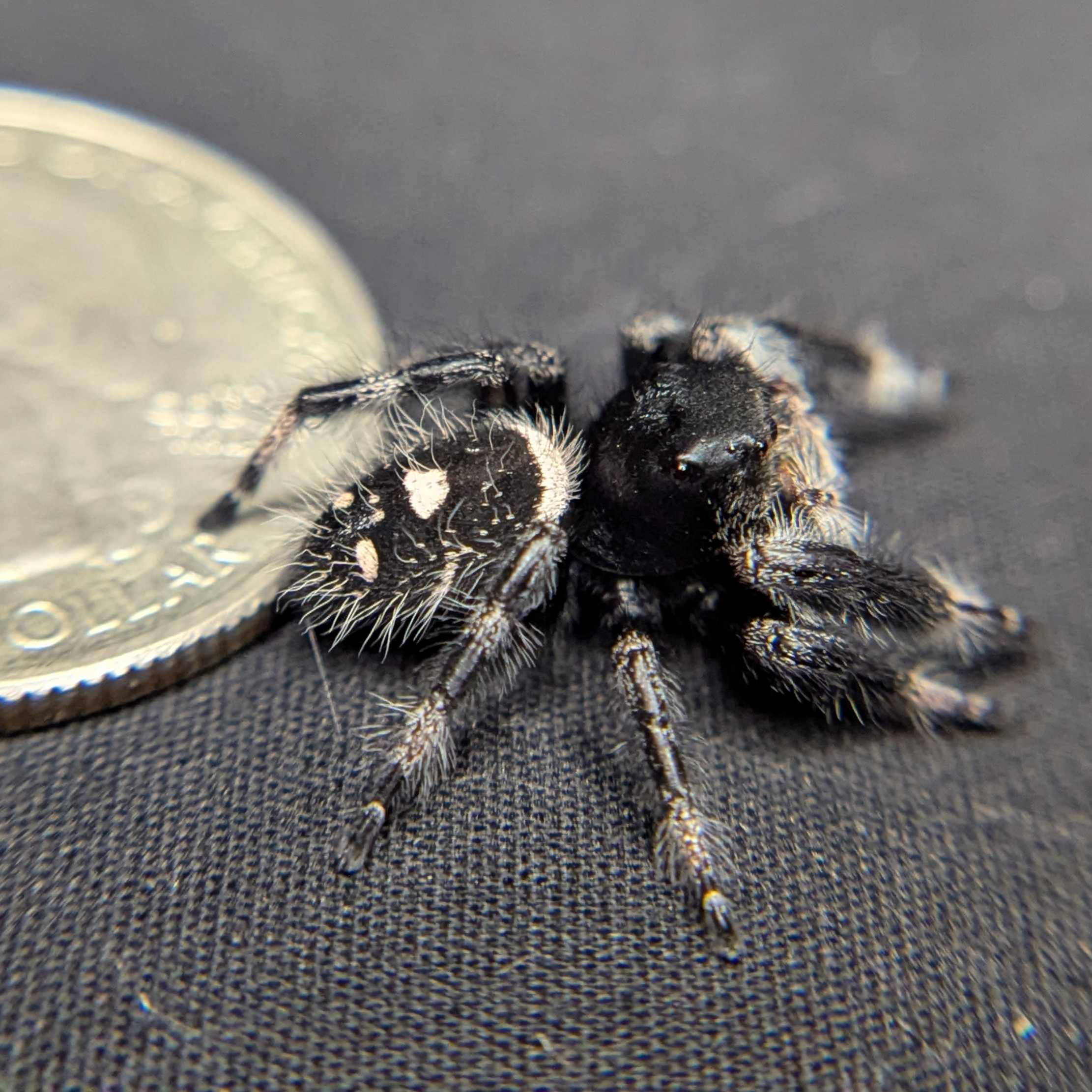 Regal Jumping Spider “Cerelia”