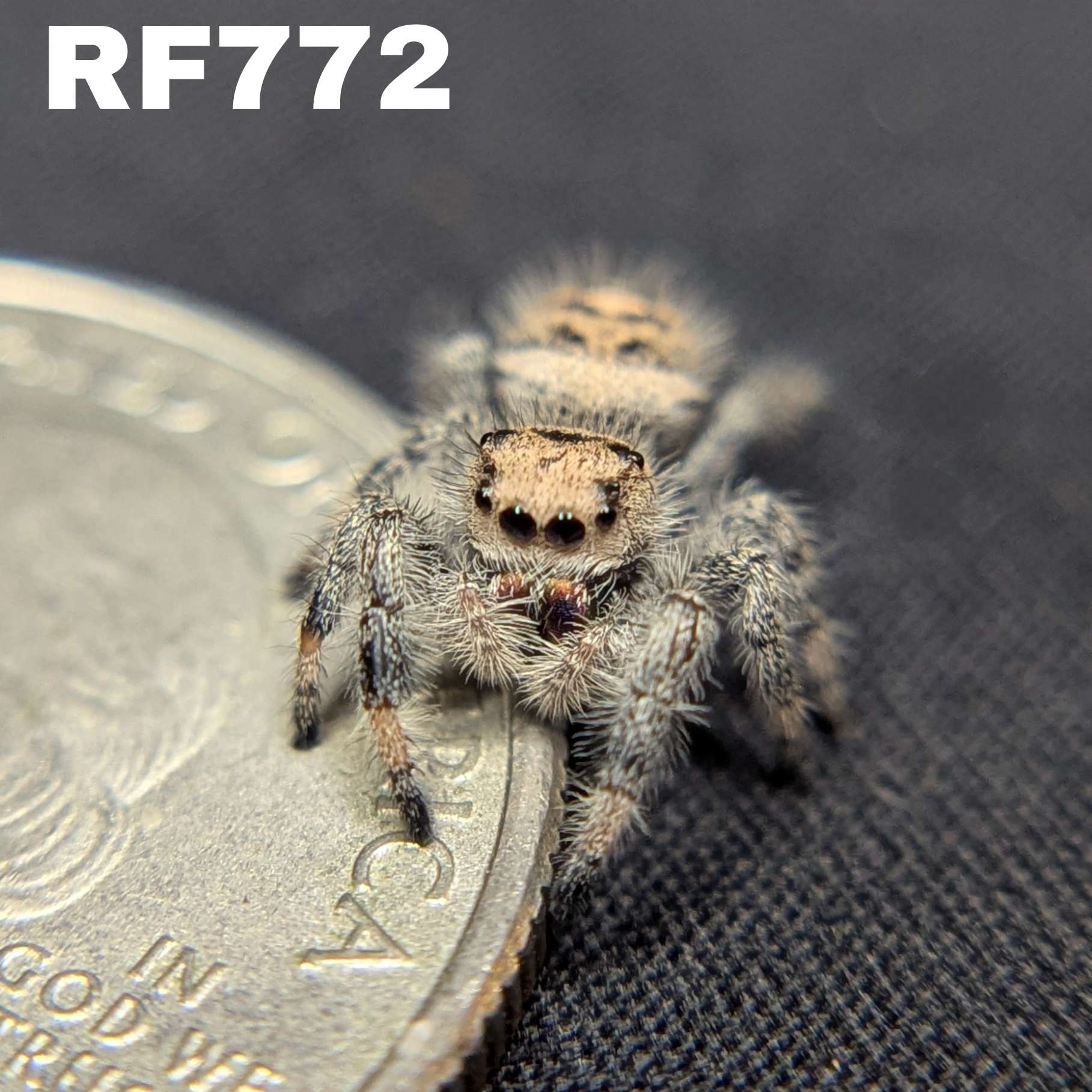 Regal Jumping Spider "Sandstorm"