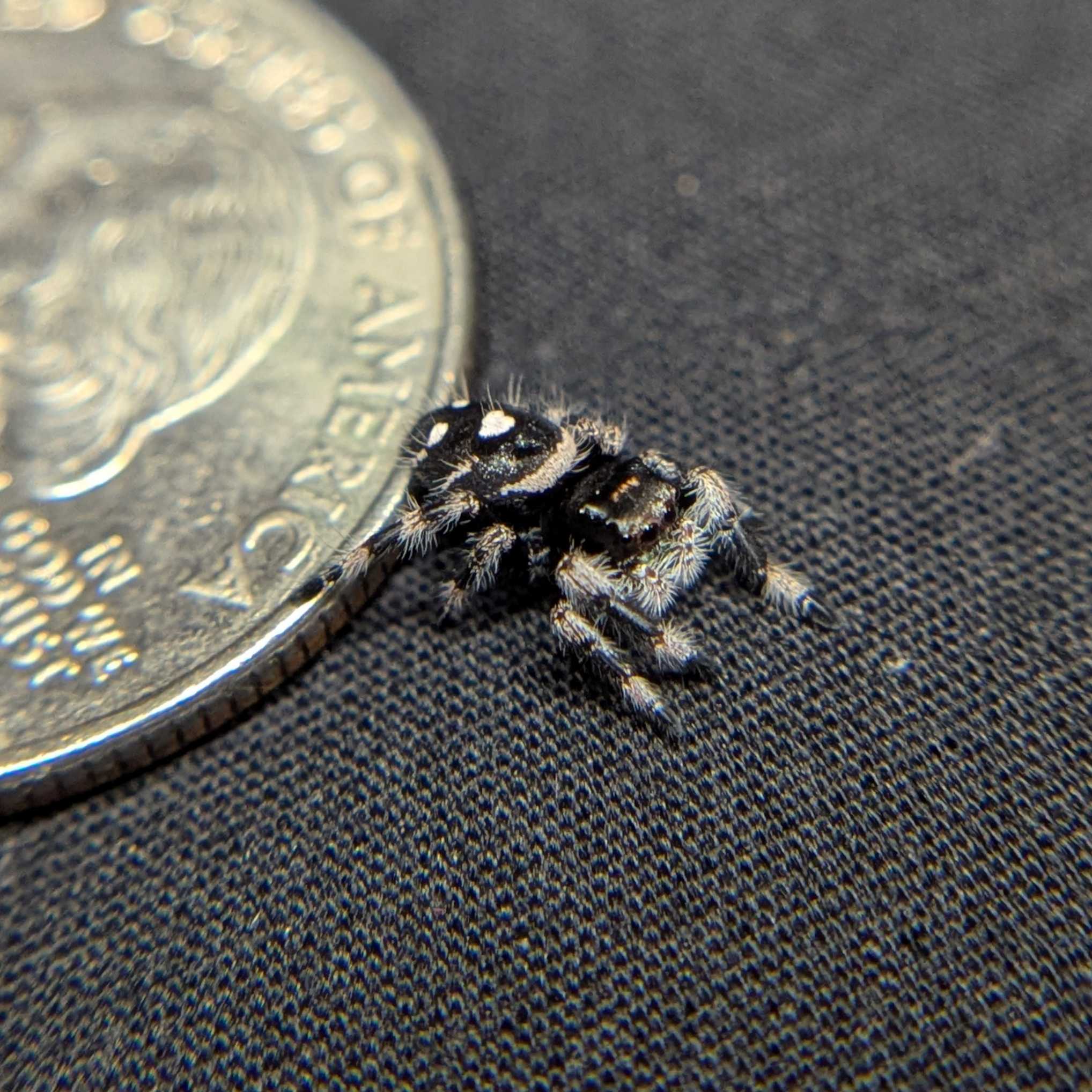 Regal Jumping Spider "Night"