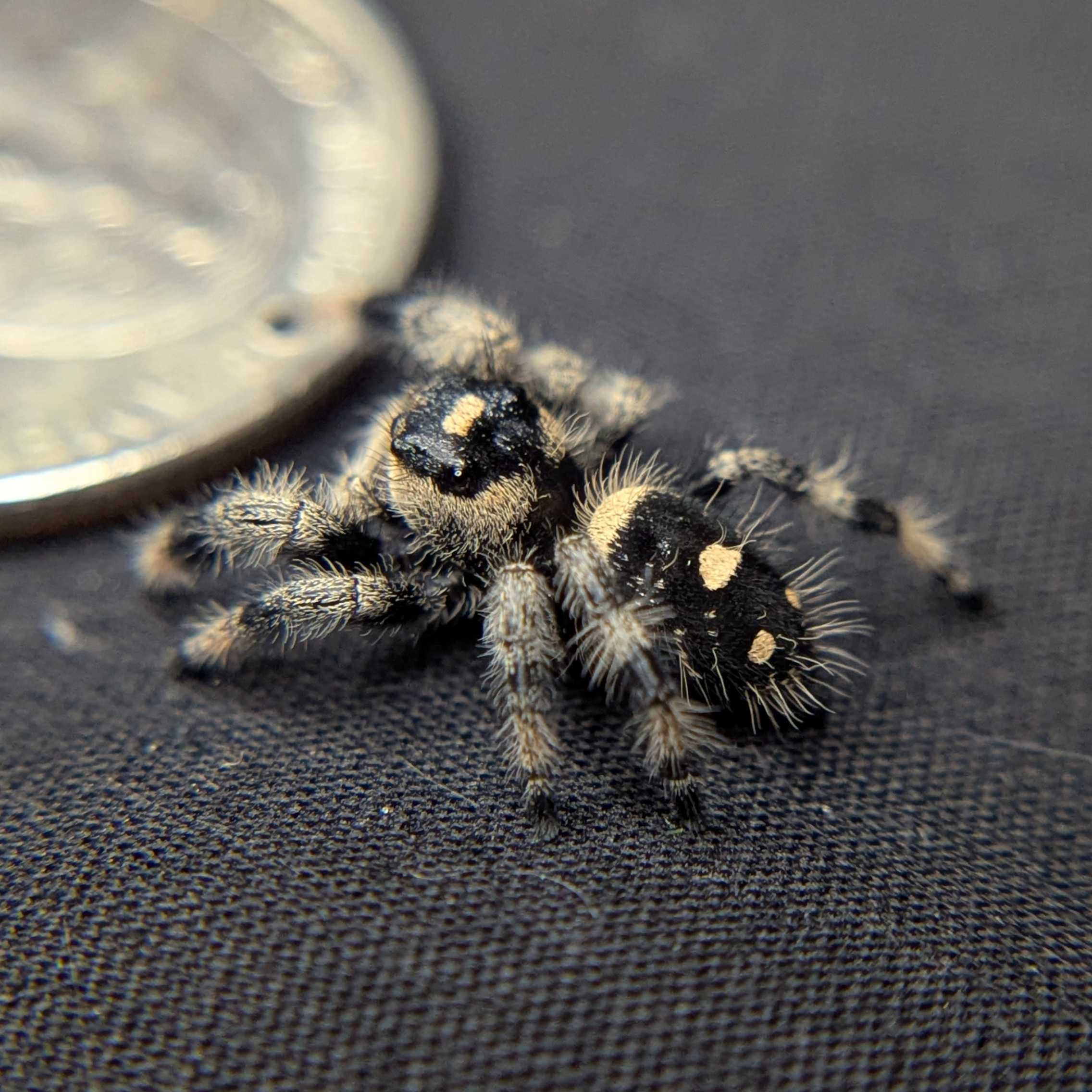 Regal Jumping Spider "Daisy"