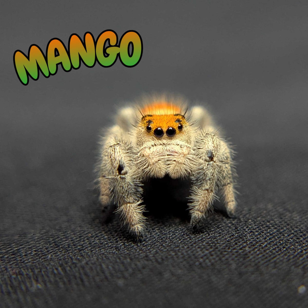 Regal Jumping Spider "Mango"