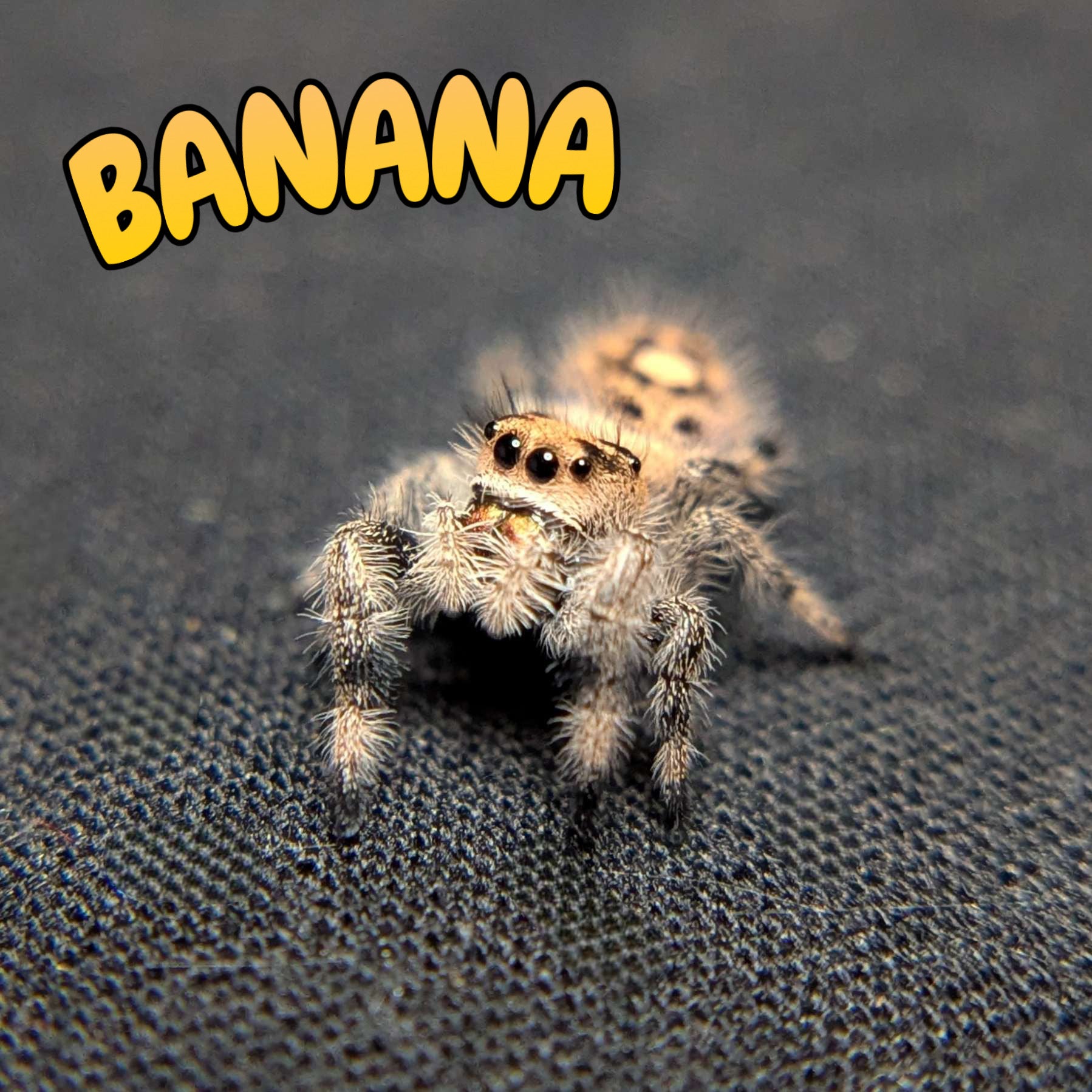 Regal Jumping Spider "Banana"