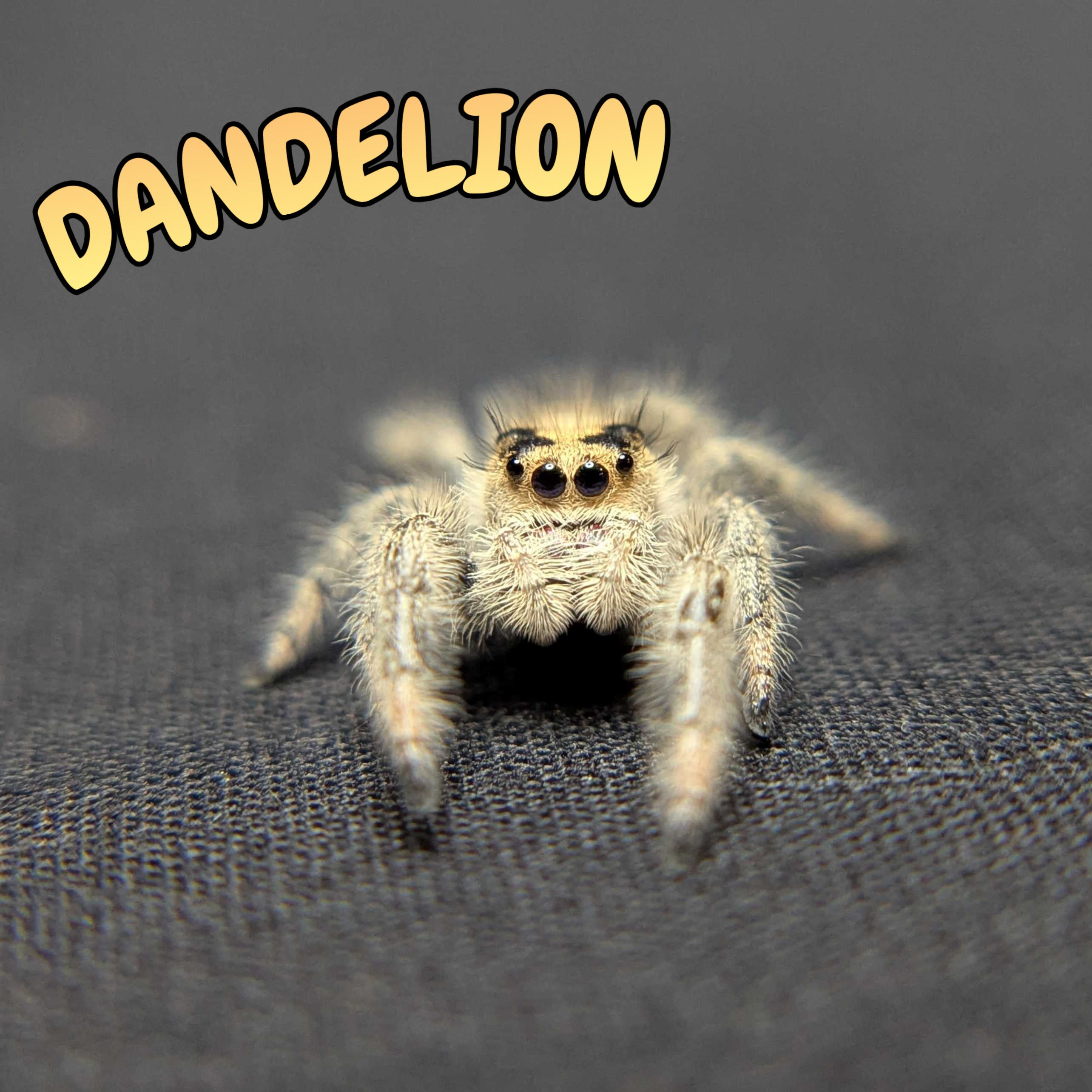 Regal Jumping Spider "Dandelion"