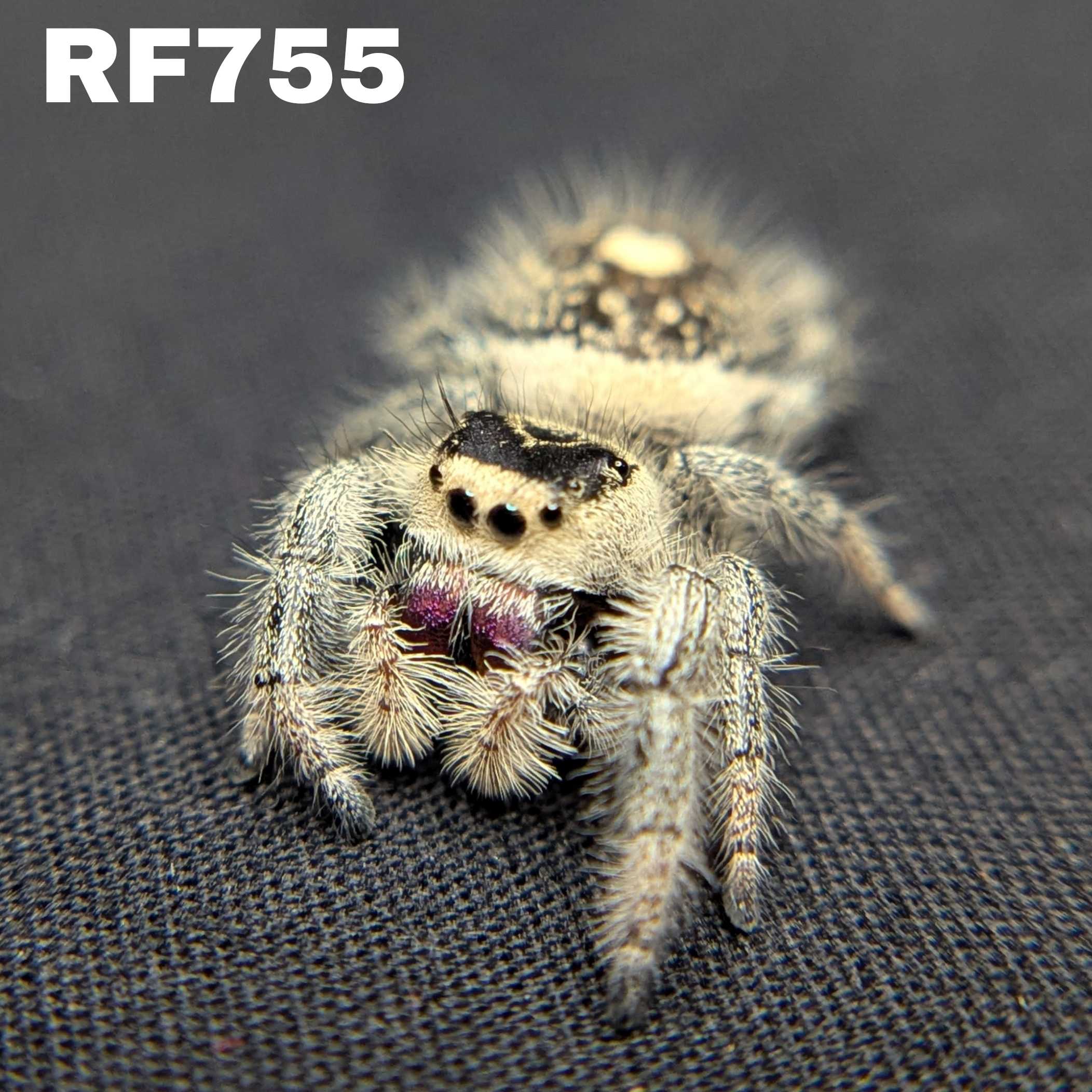 Regal Jumping Spider “Aurora”