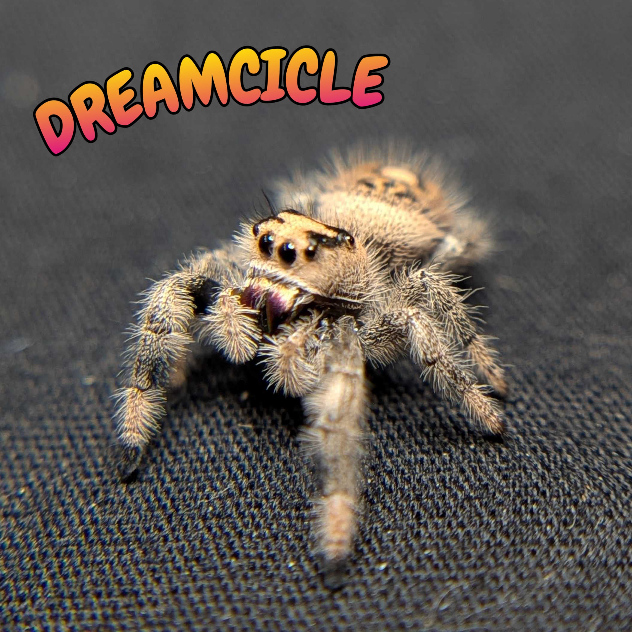 Female Regal Jumping Spider Dreamcicle