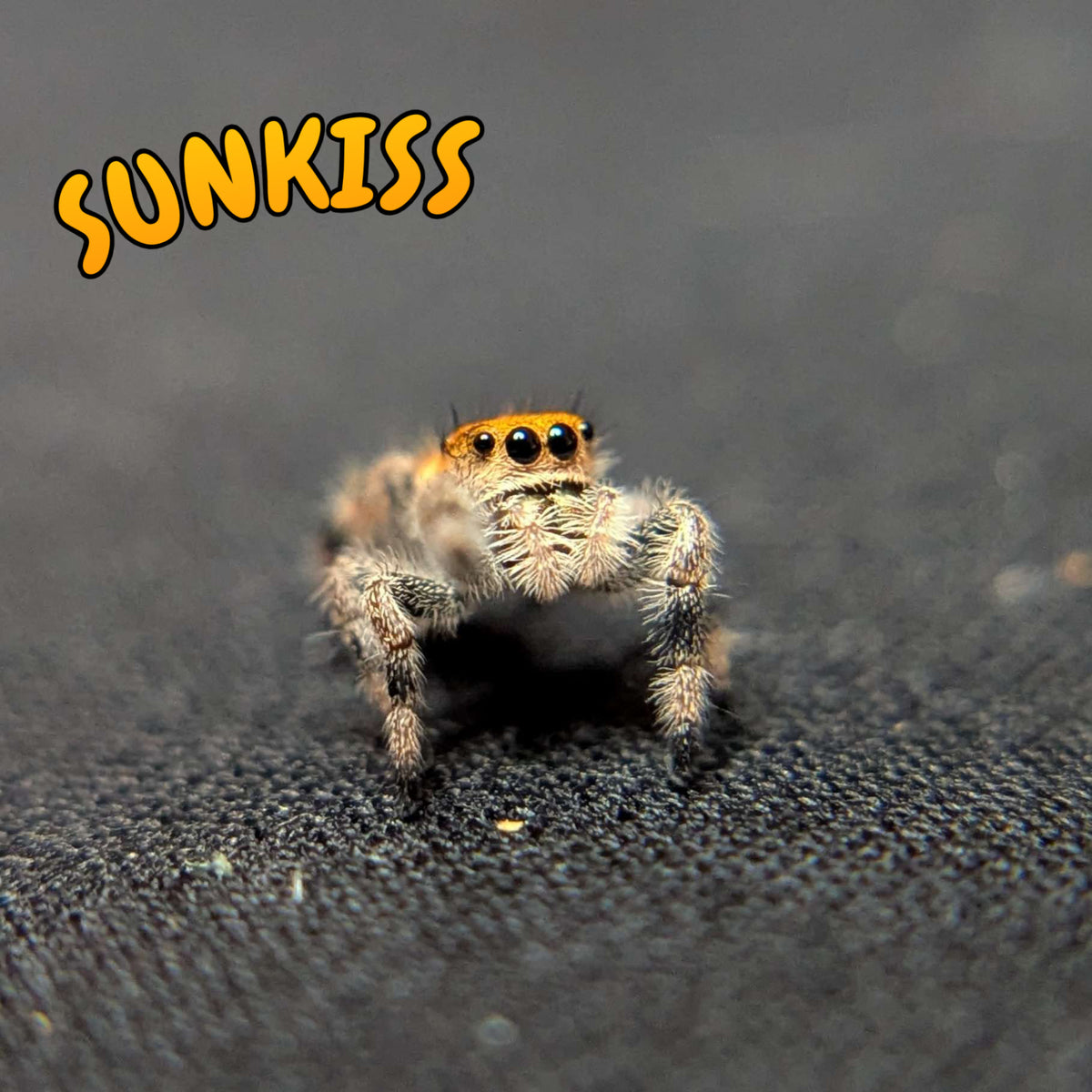 Regal Jumping Spider "Sunkiss"