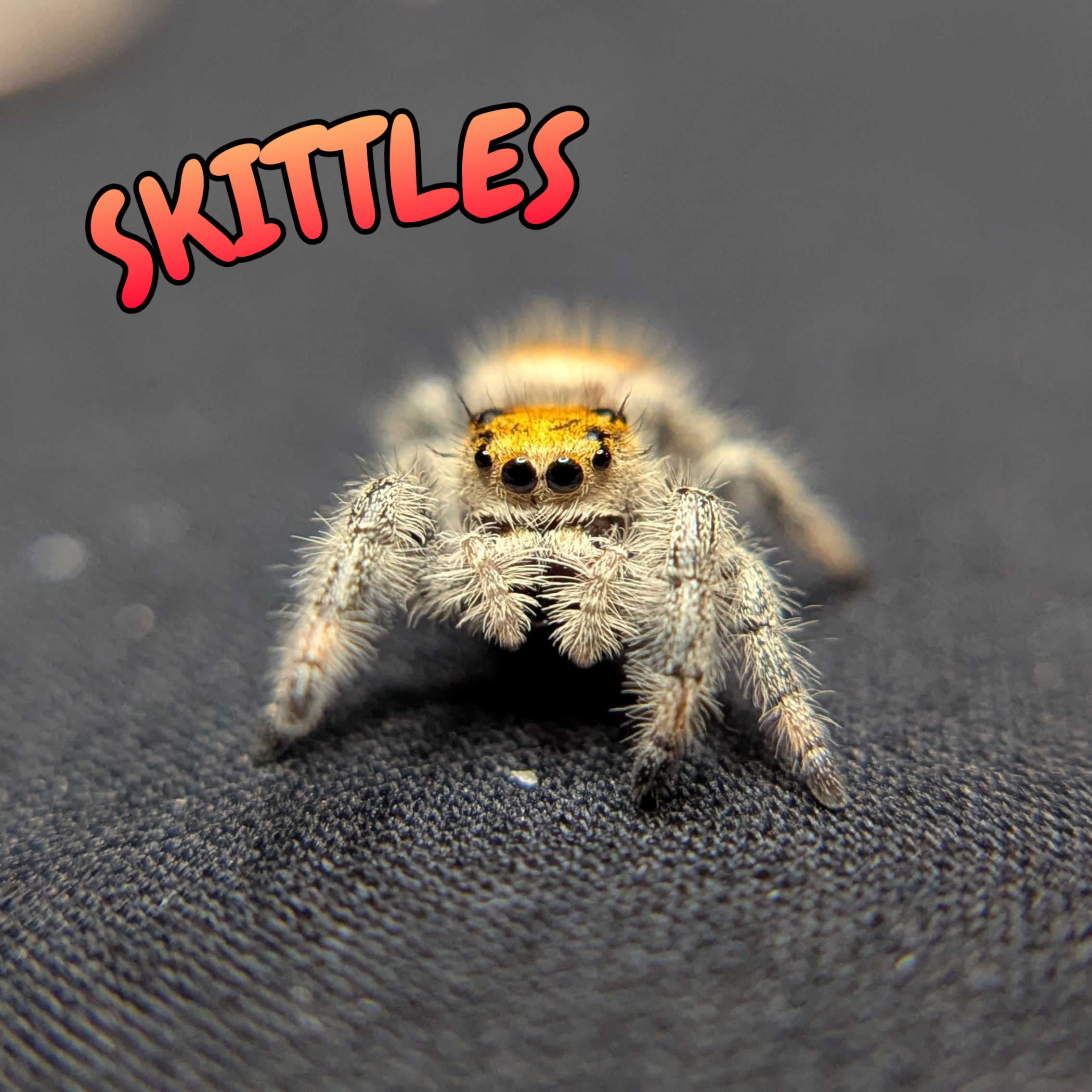 Regal Jumping Spider "Skittles"