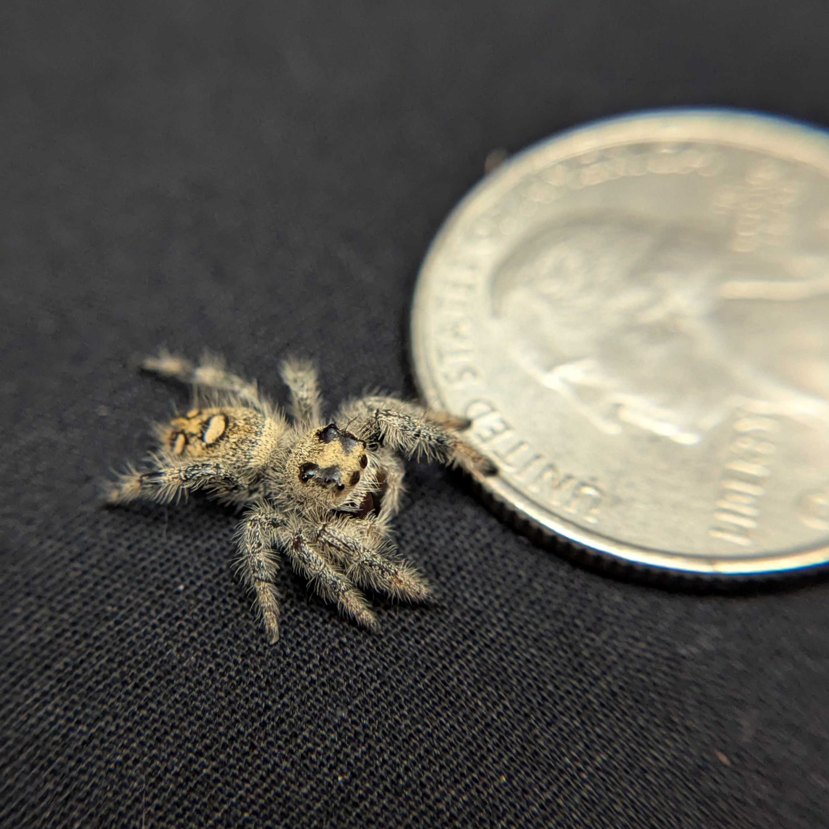 Regal Jumping Spider "Ruby"