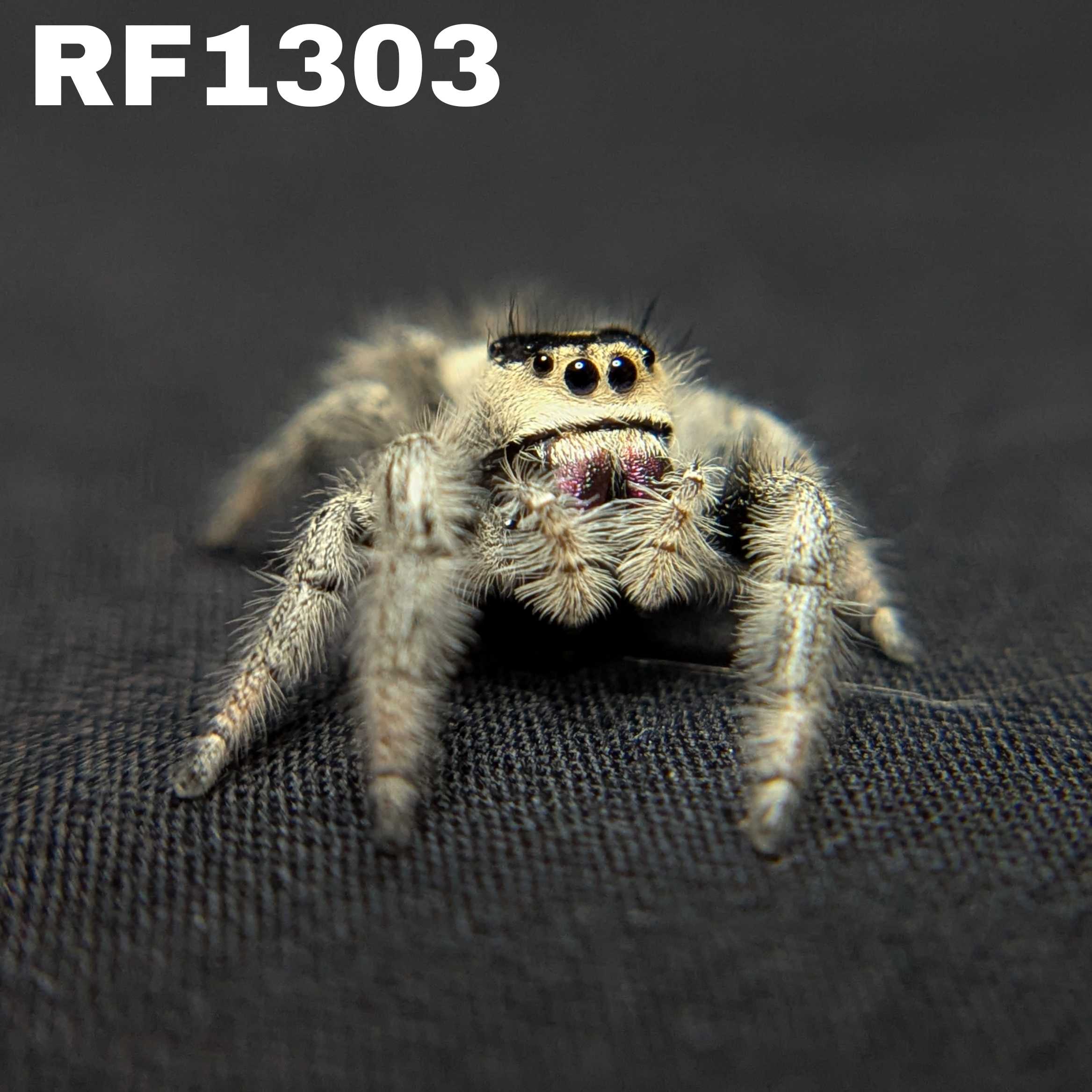 Regal Jumping Spider "Pepper"