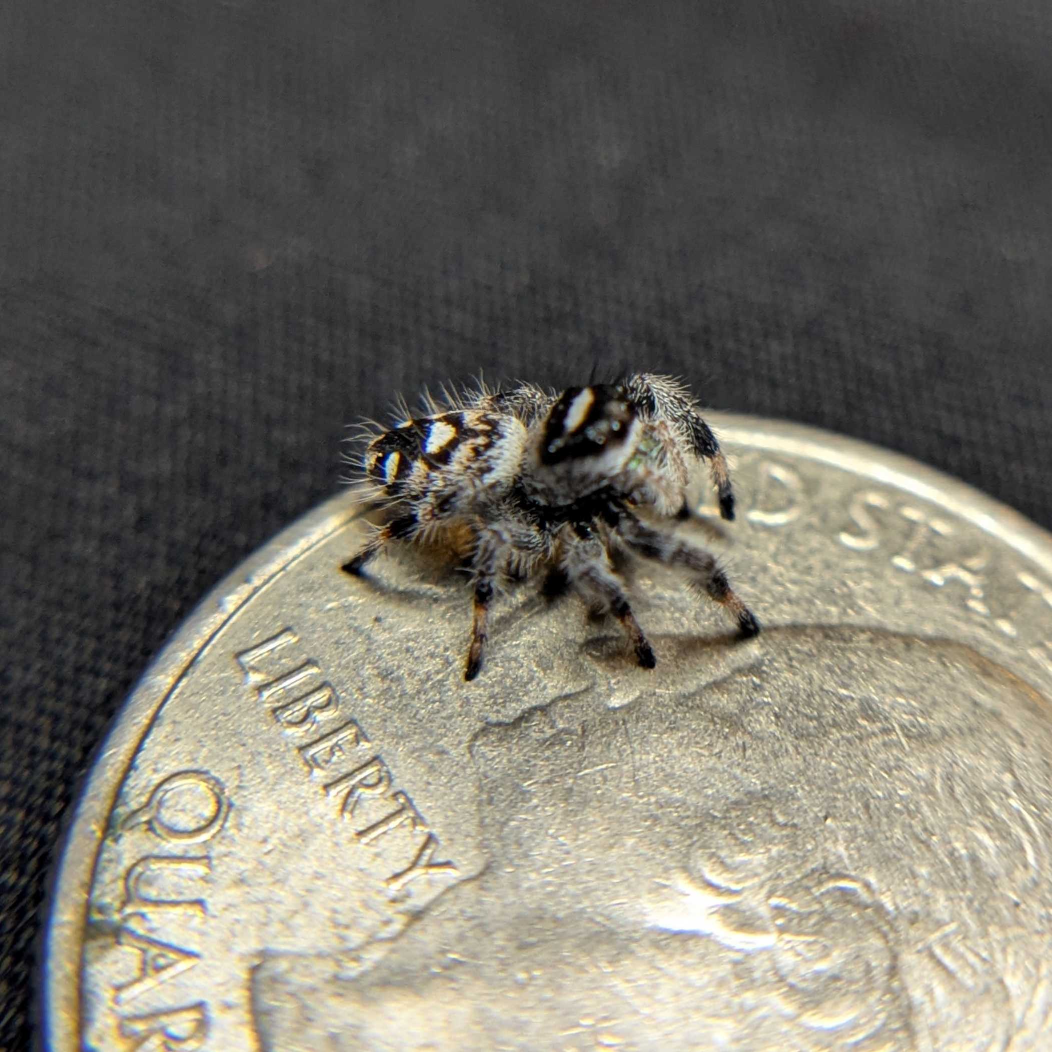 Regal Jumping Spider "Joker"