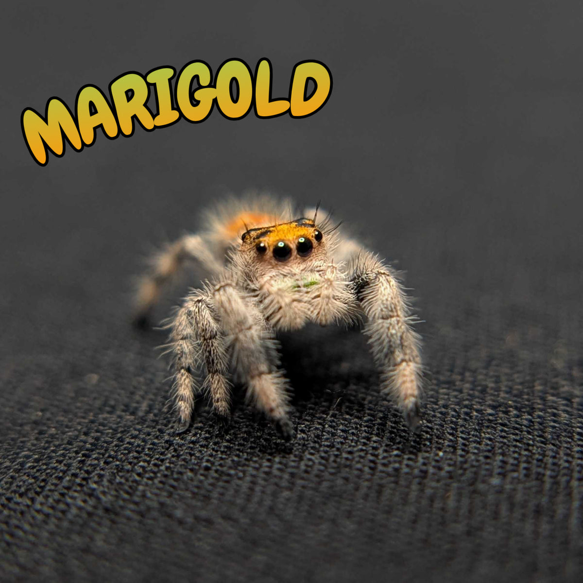 Regal Jumping Spider “Marigold”