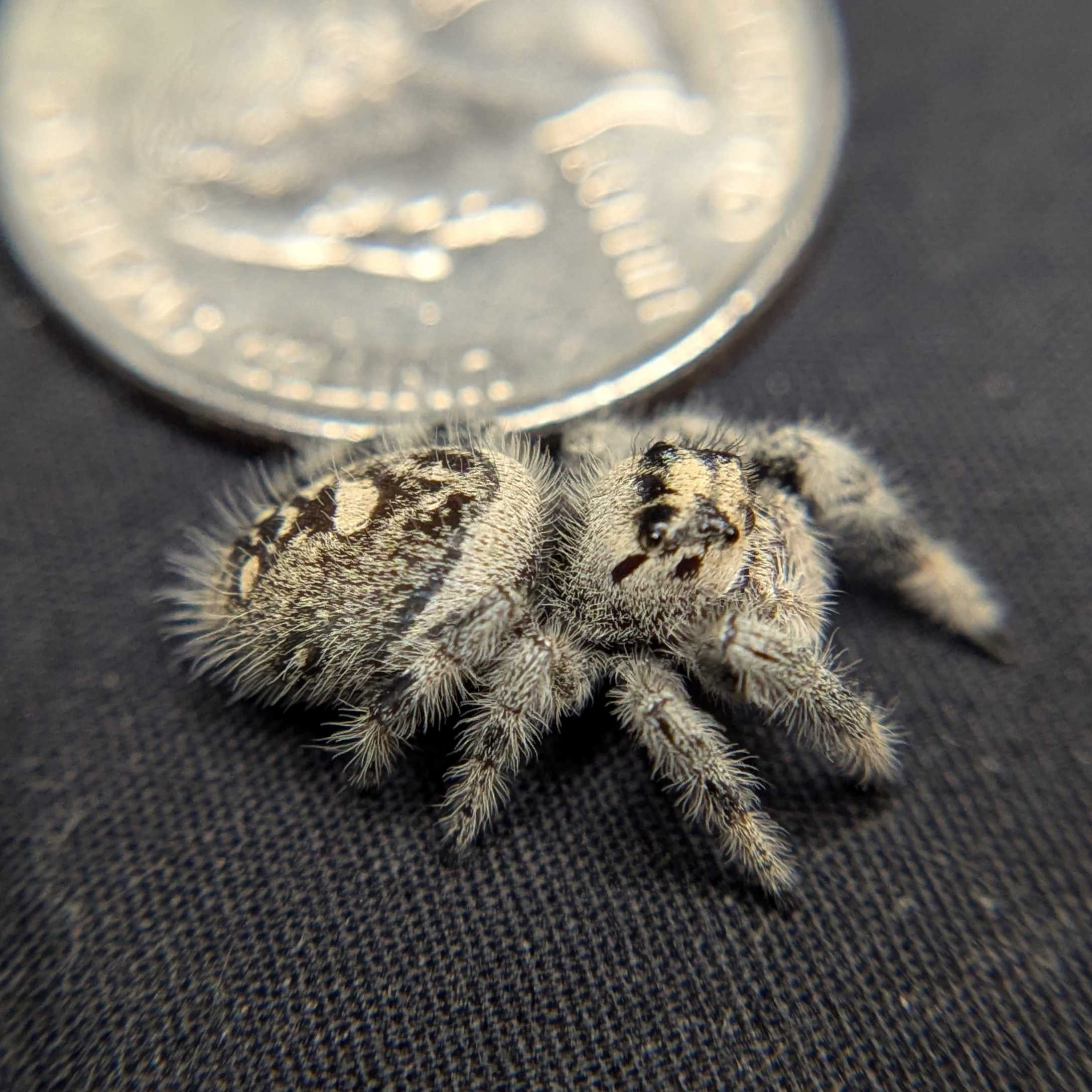 Regal Jumping Spider "Sandberry"