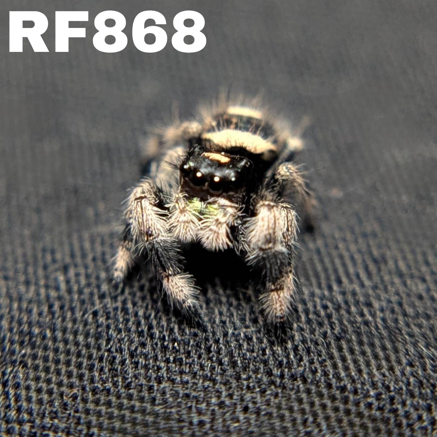 Regal Jumping Spider "Pepper"