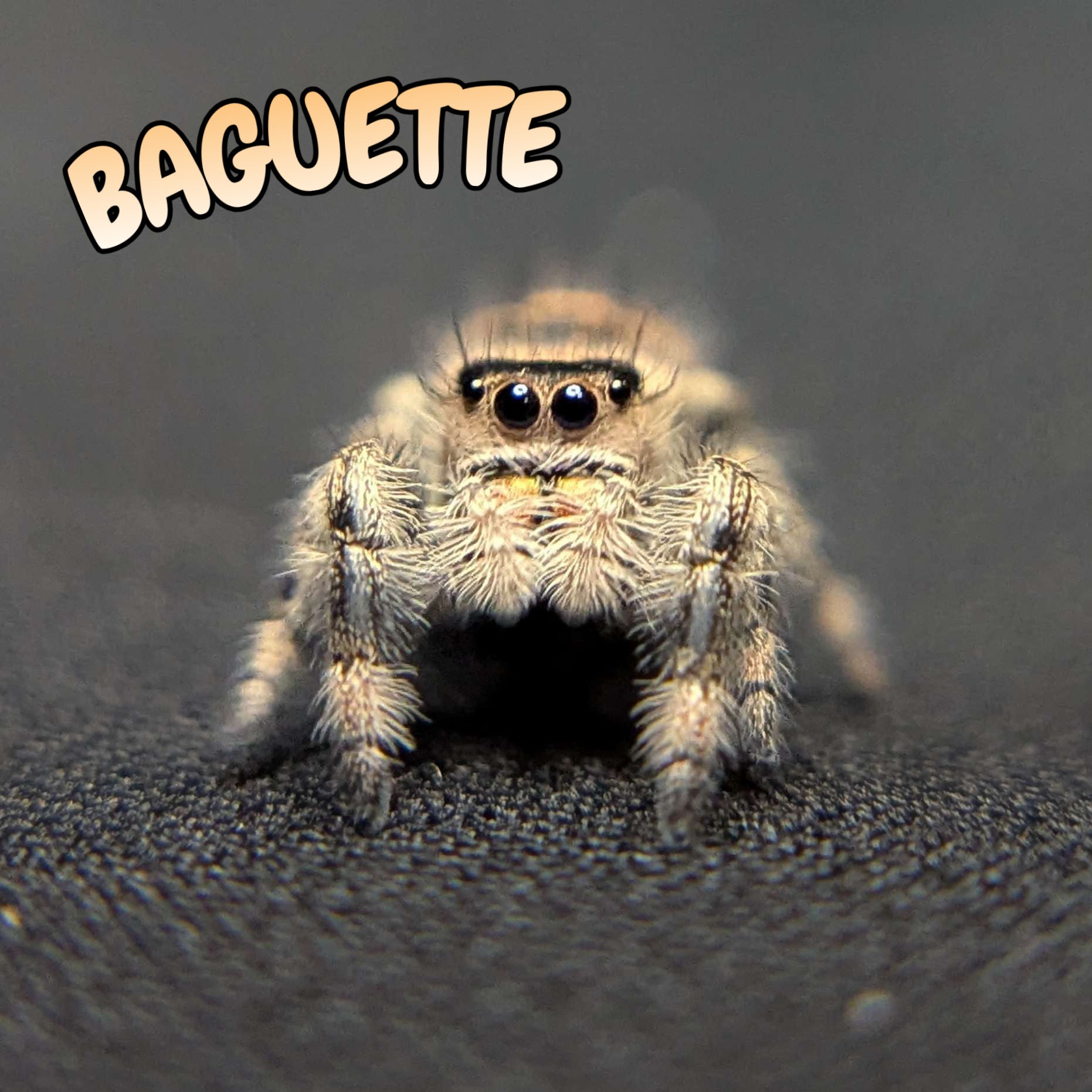 Regal Jumping Spider "Baguette"