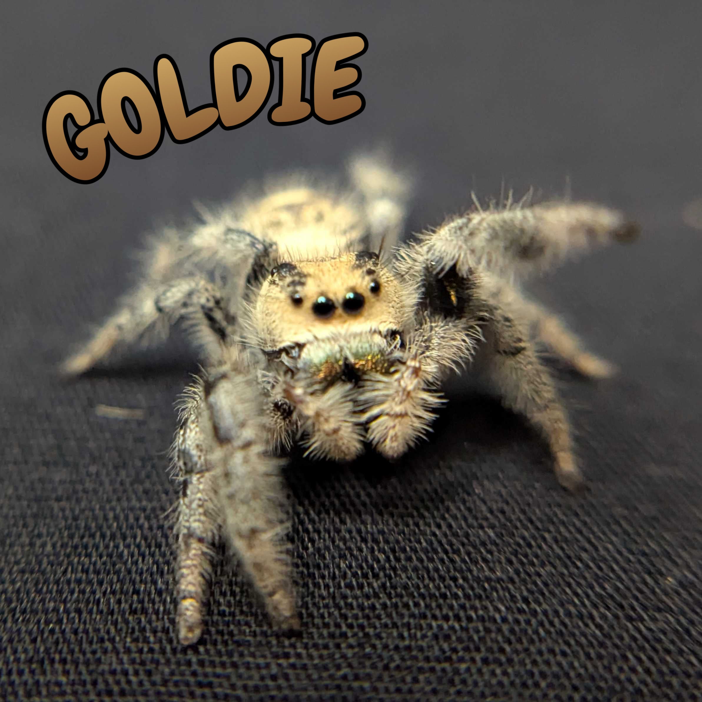 Regal Jumping Spider "Goldie"