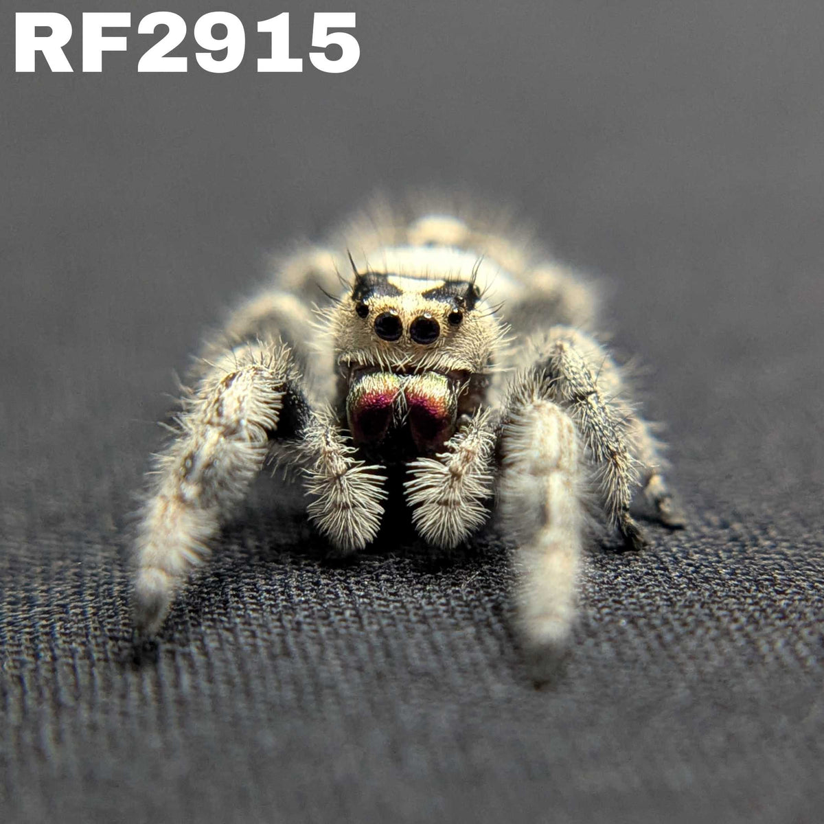 Regal Jumping Spider “Lilith”