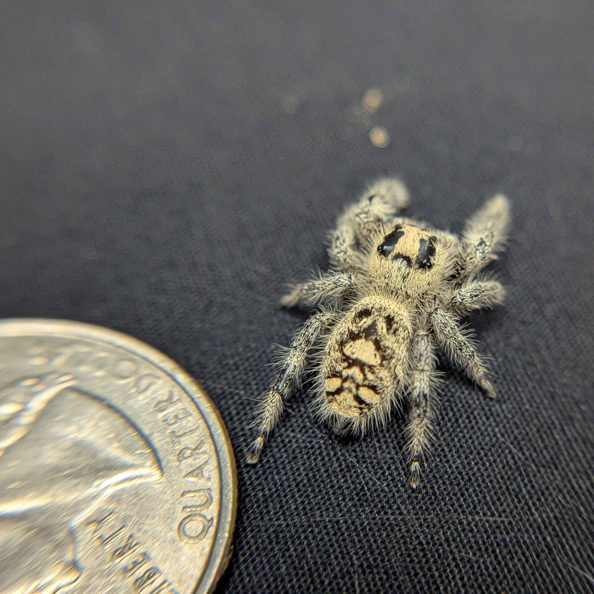 Regal Jumping Spider “Agatha”