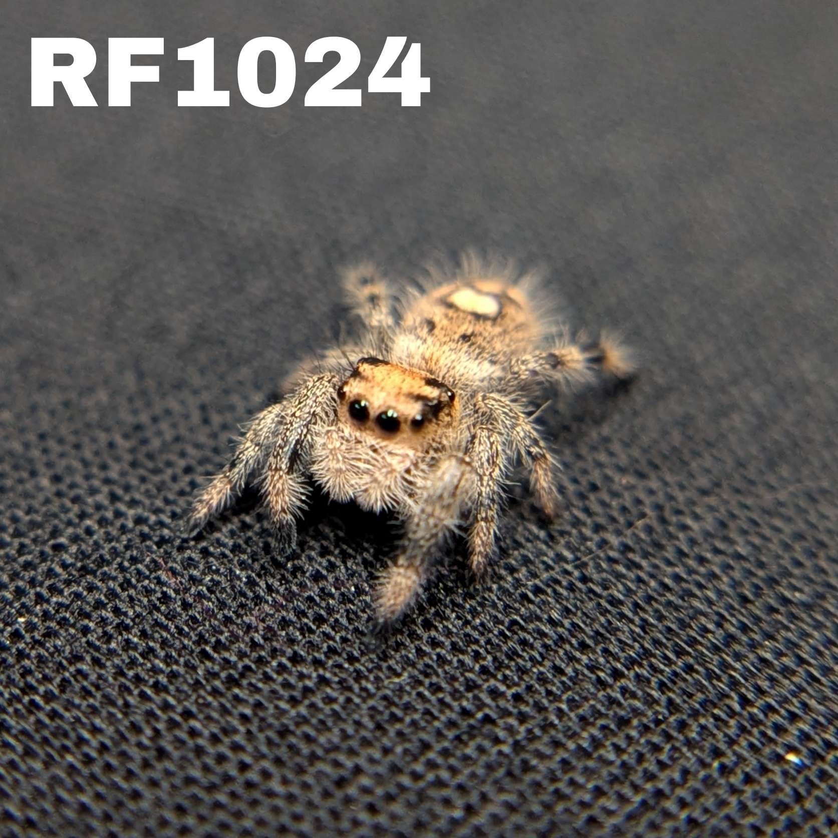 Regal Jumping Spider "Wafer"