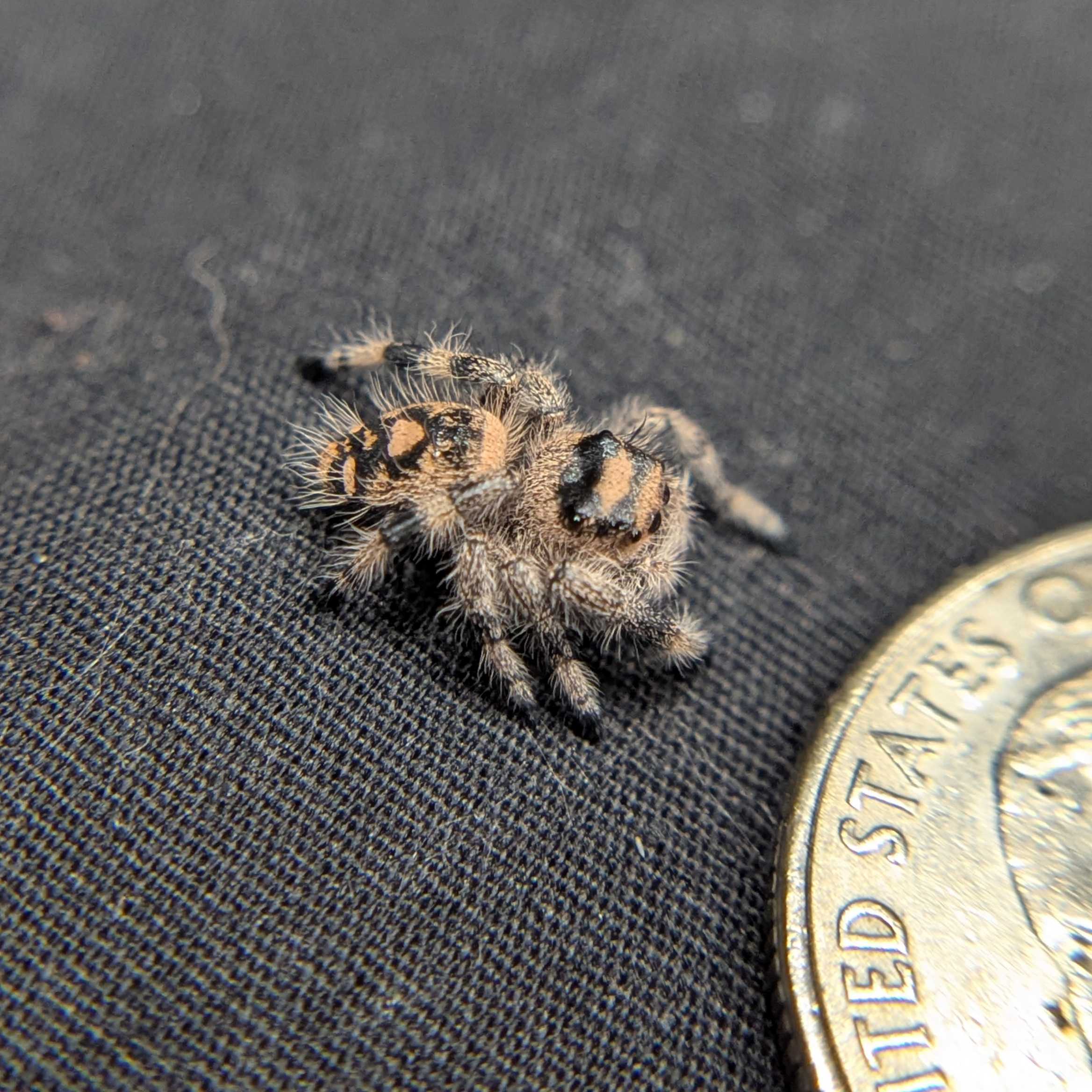 Regal Jumping Spider "Marzipan"